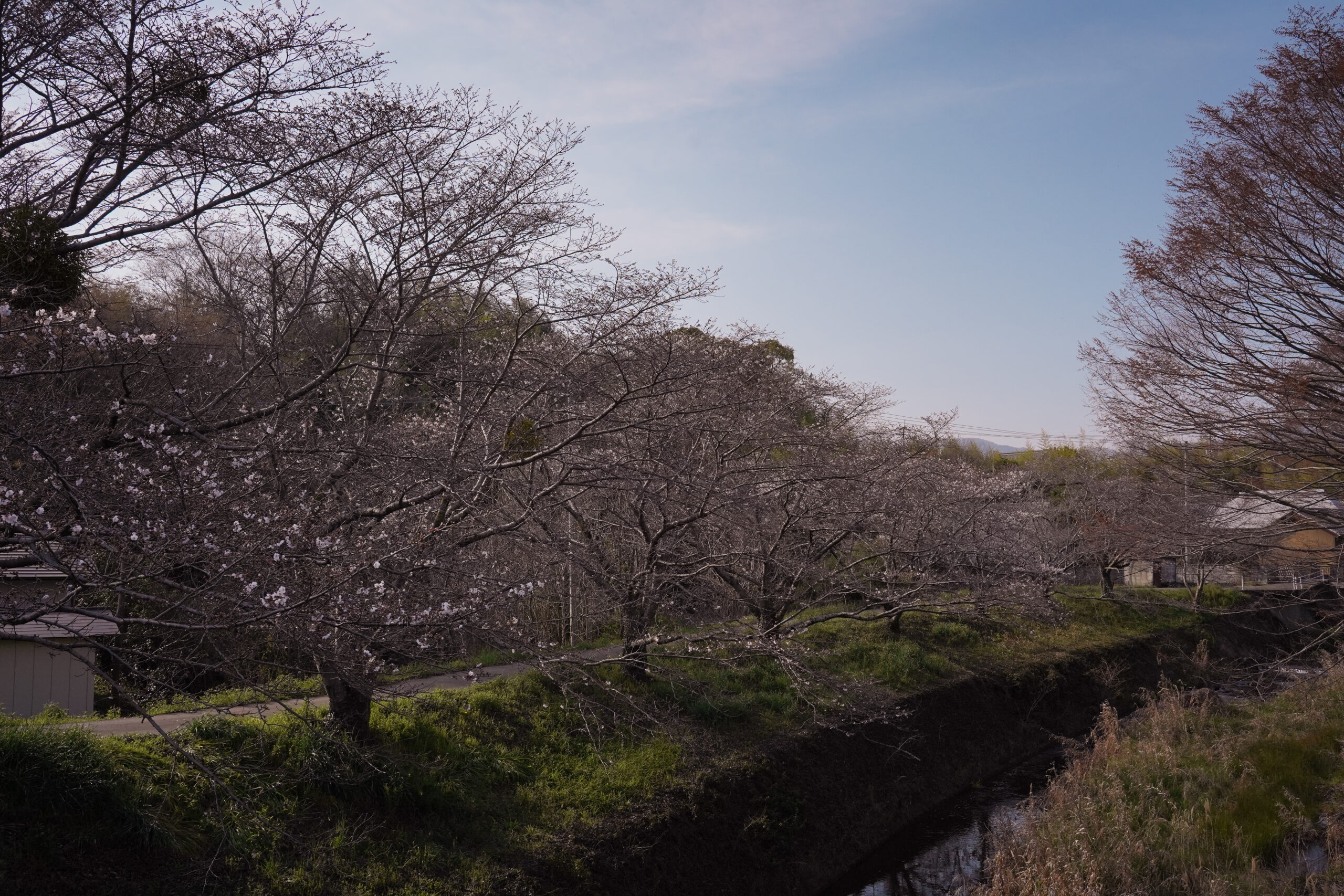 阿波市の桜(2026) | 開花状況や名所まとめ