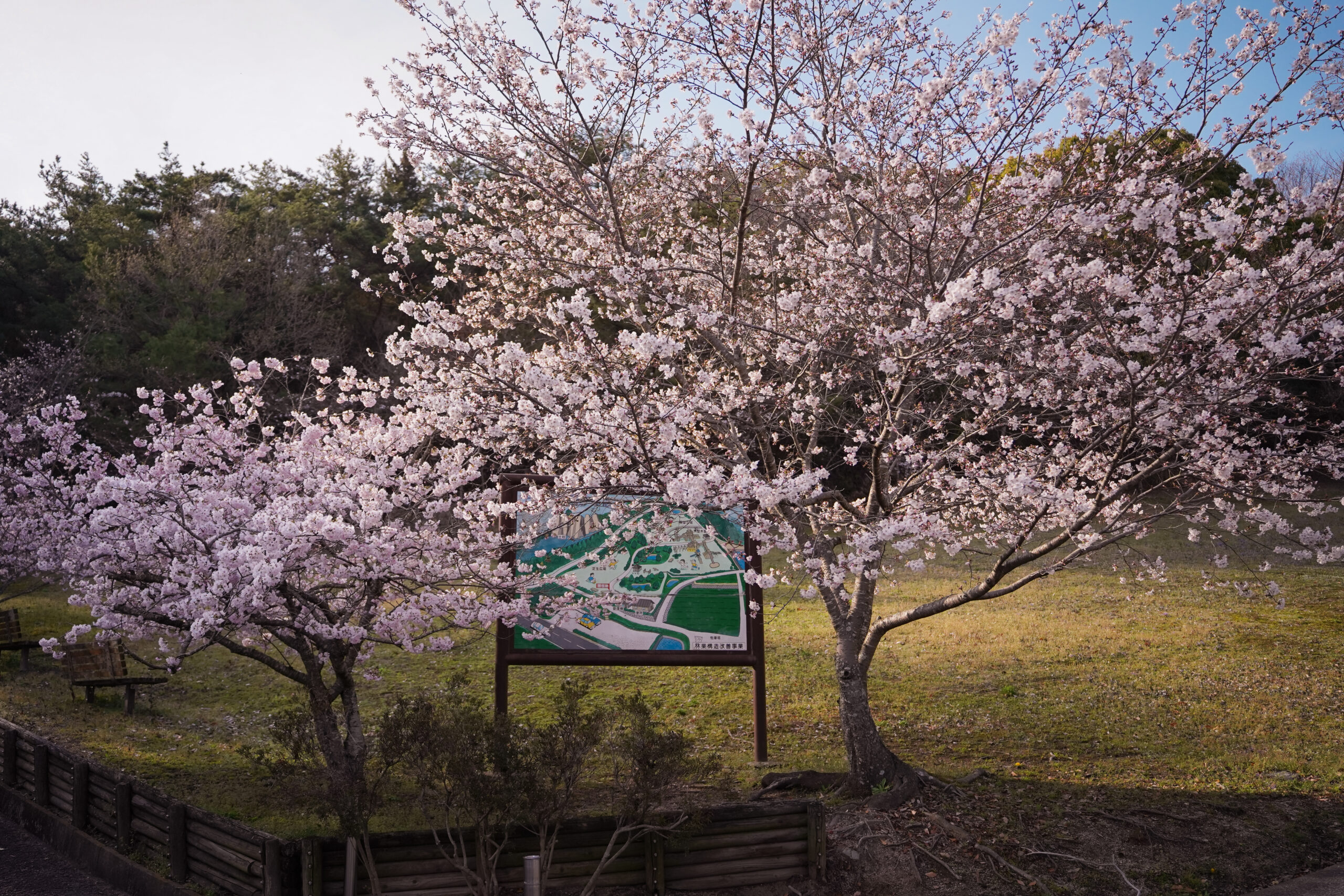 阿波市の桜(2026) | 開花状況や名所まとめ