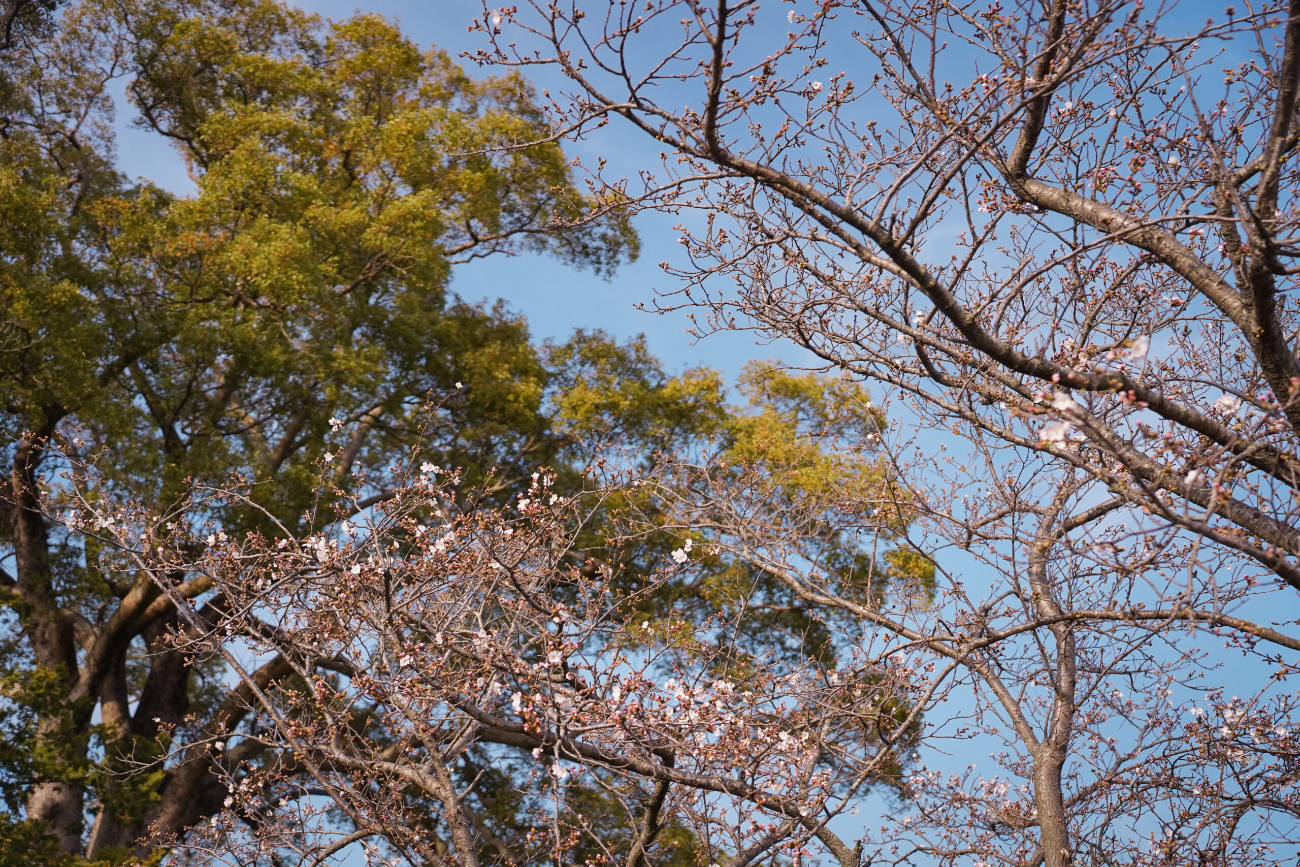 阿波市の桜(2026) | 開花状況や名所まとめ