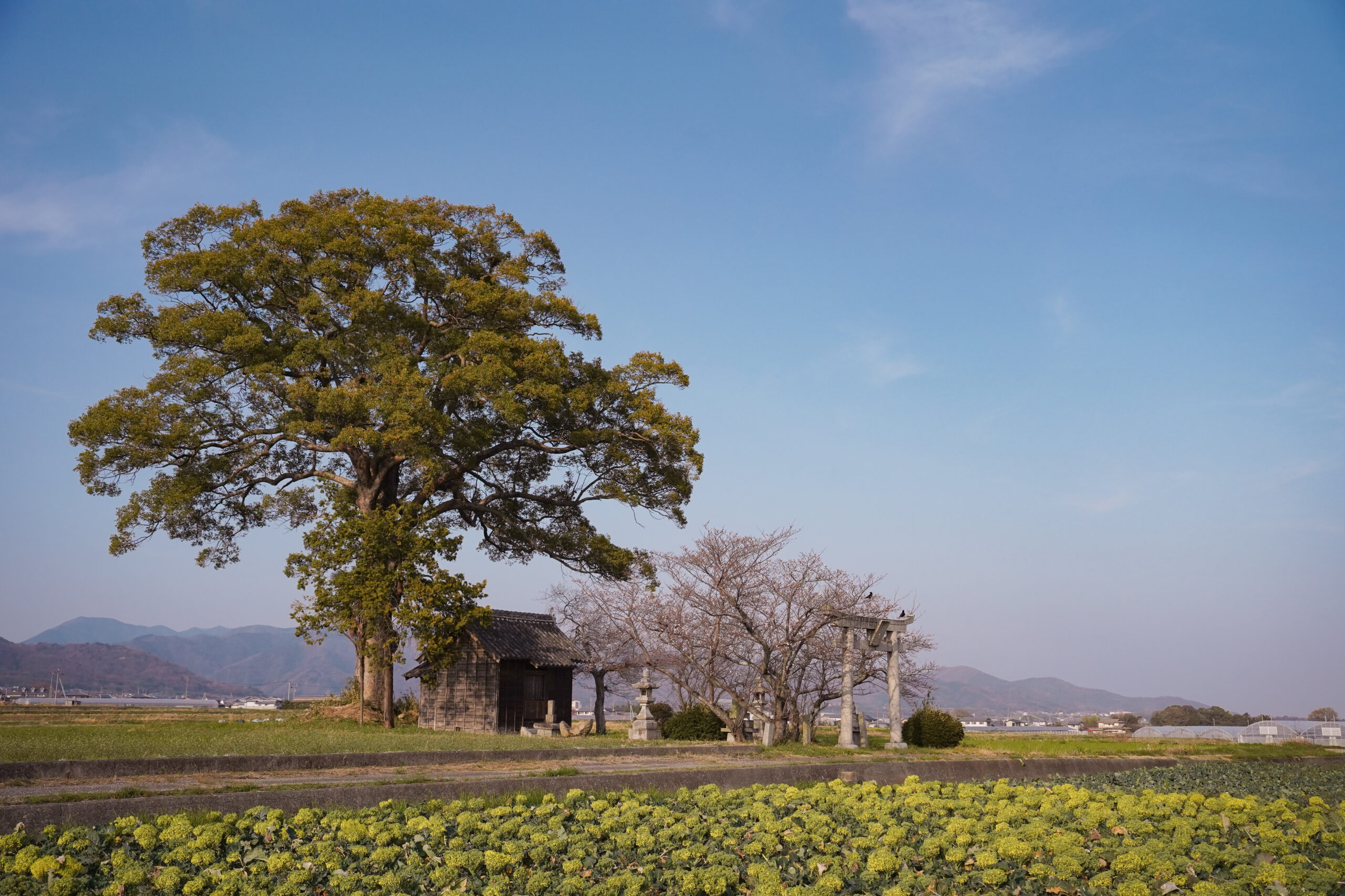 阿波市の桜(2026) | 開花状況や名所まとめ