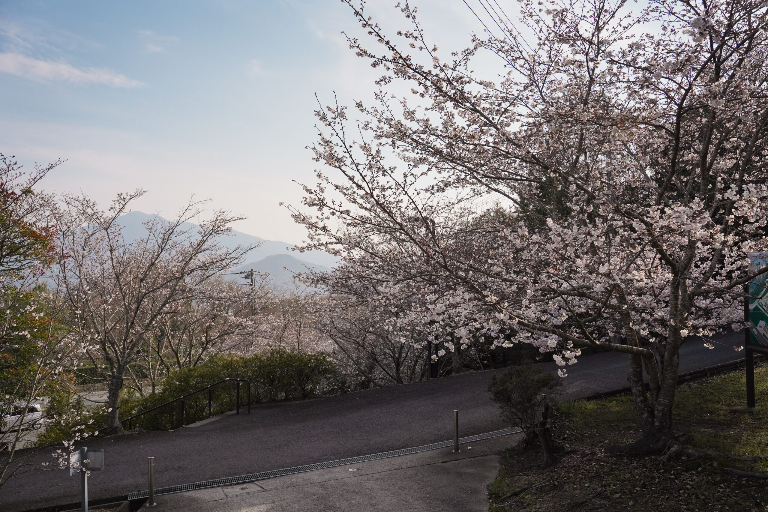 阿波市の桜(2026) | 開花状況や名所まとめ