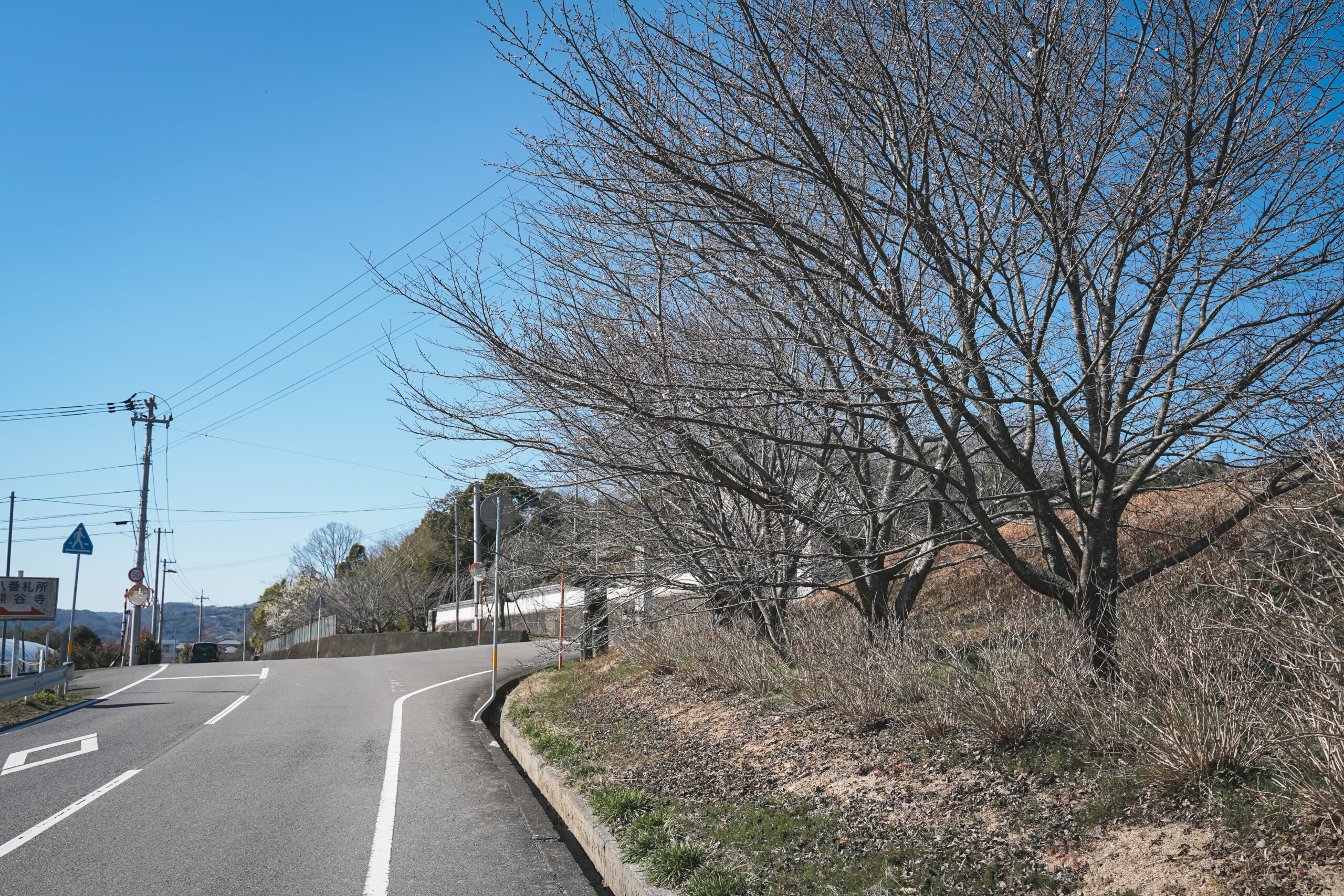 熊谷寺の蜂須賀桜 2026 | 開花状況をおとどけ