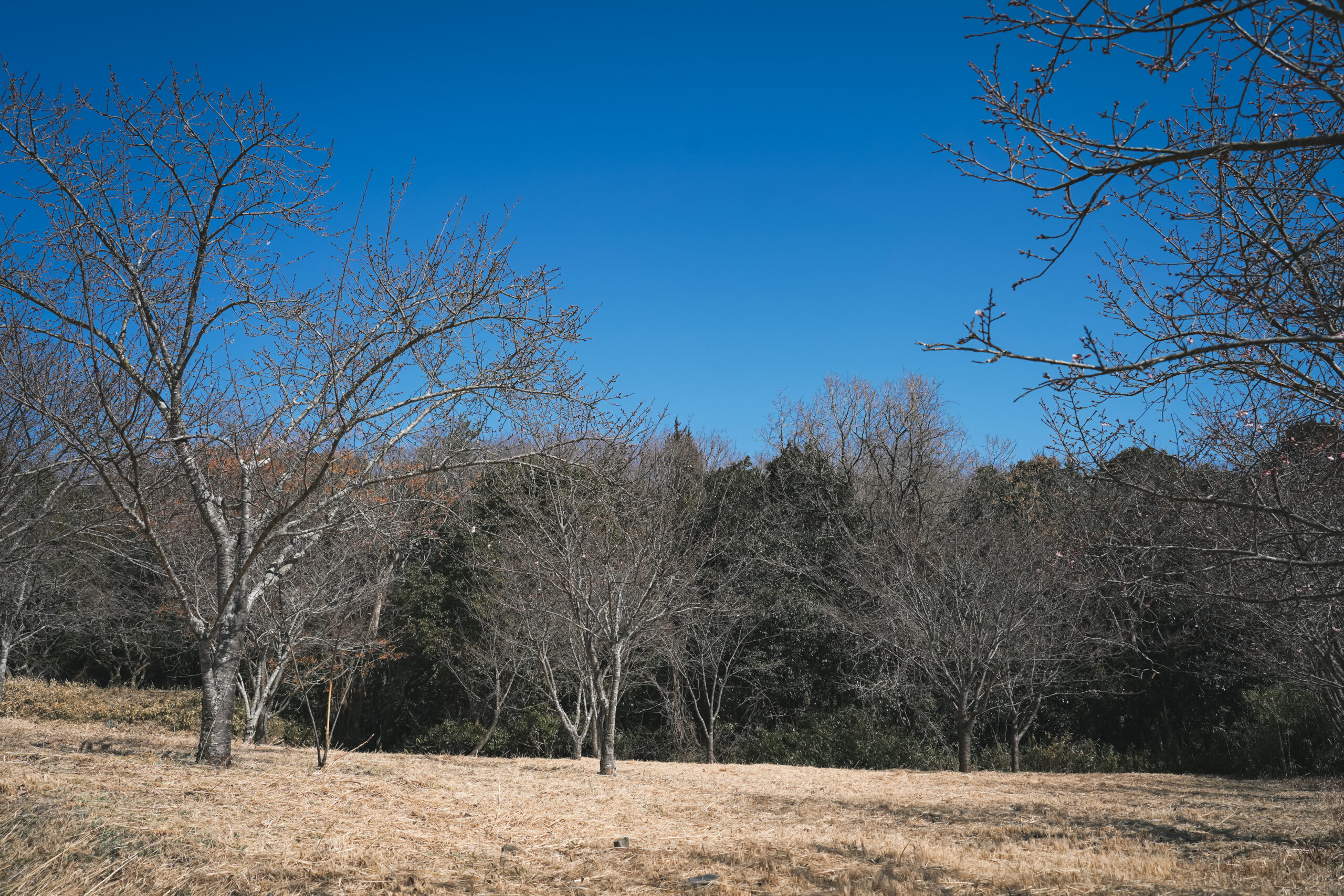熊谷寺の蜂須賀桜 2026 | 開花状況をおとどけ