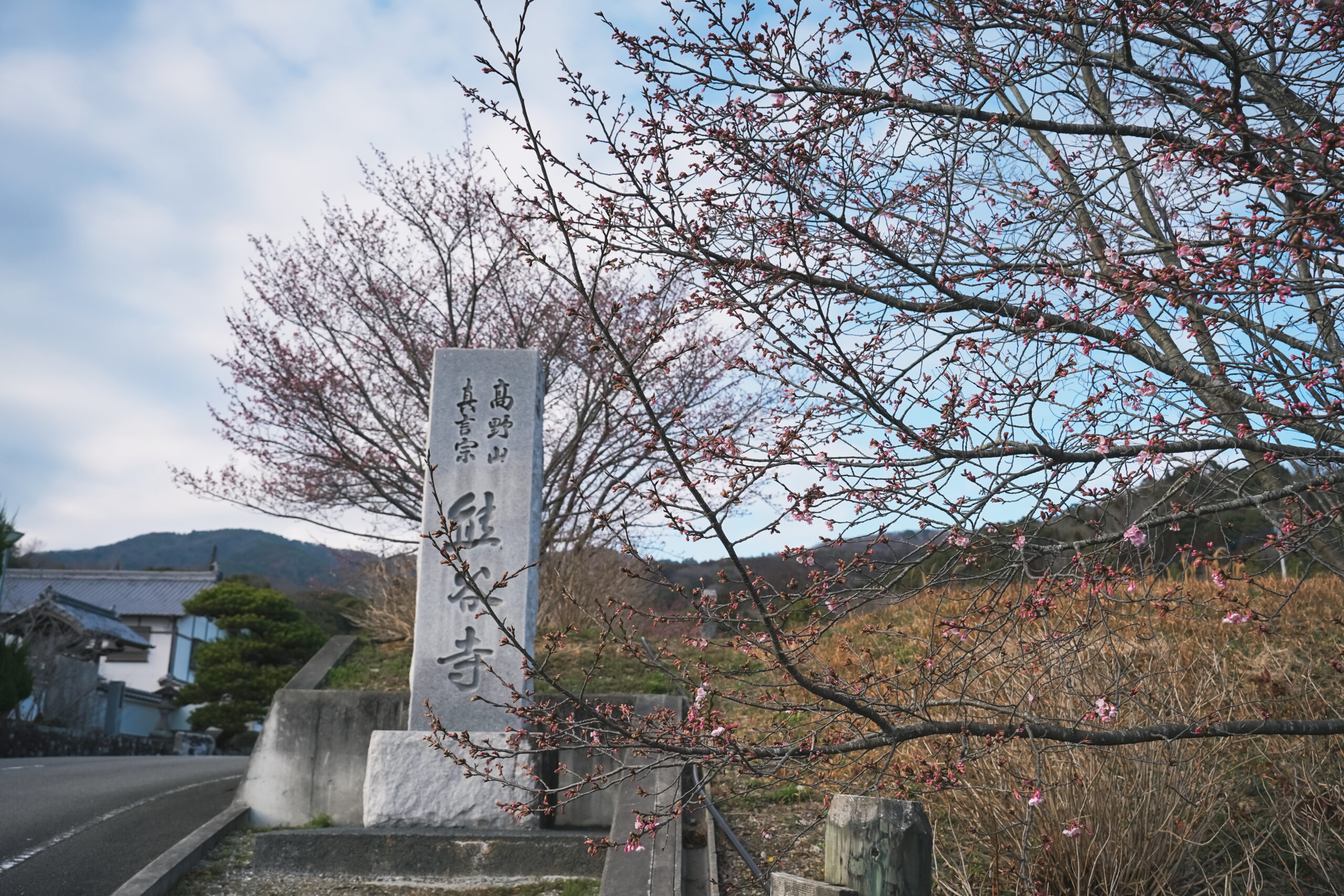 熊谷寺の蜂須賀桜 2026 | 開花状況をおとどけ