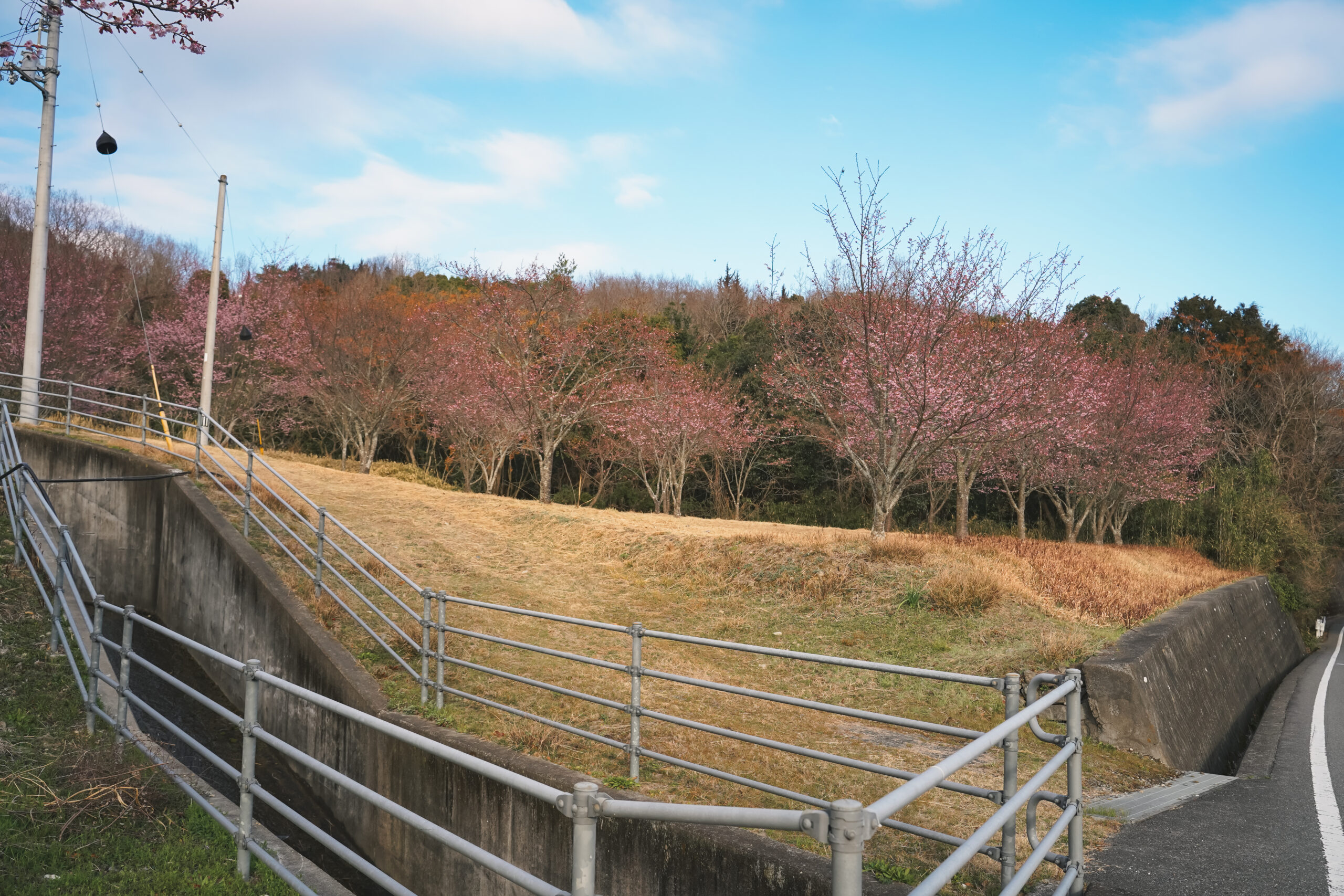 熊谷寺の蜂須賀桜 2026 | 開花状況をおとどけ