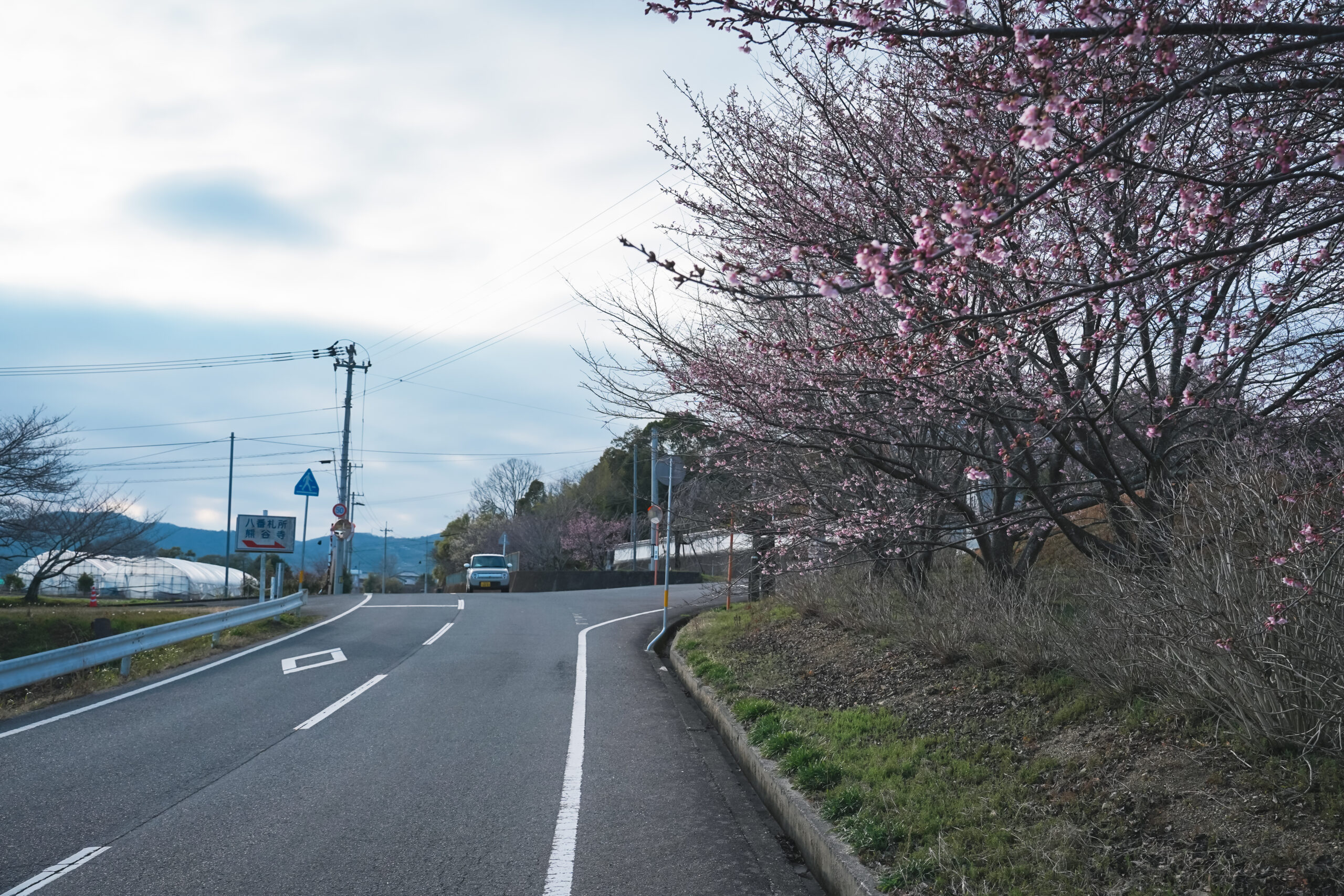 熊谷寺の蜂須賀桜 2026 | 開花状況をおとどけ