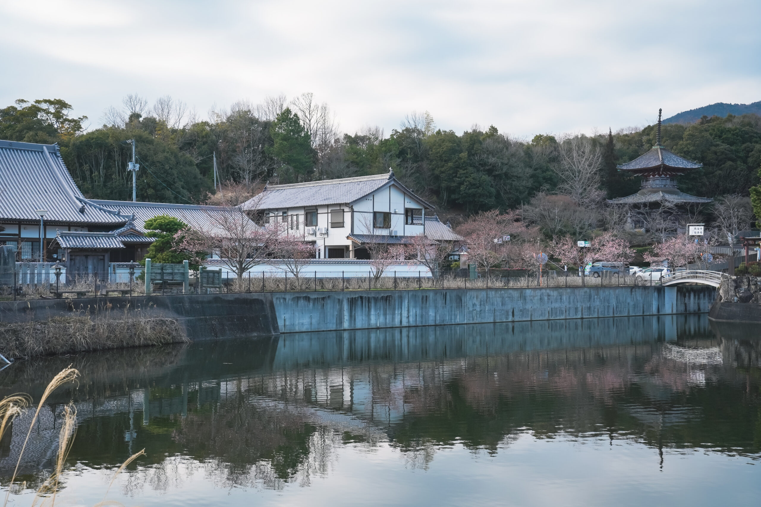熊谷寺の蜂須賀桜 2026 | 開花状況をおとどけ