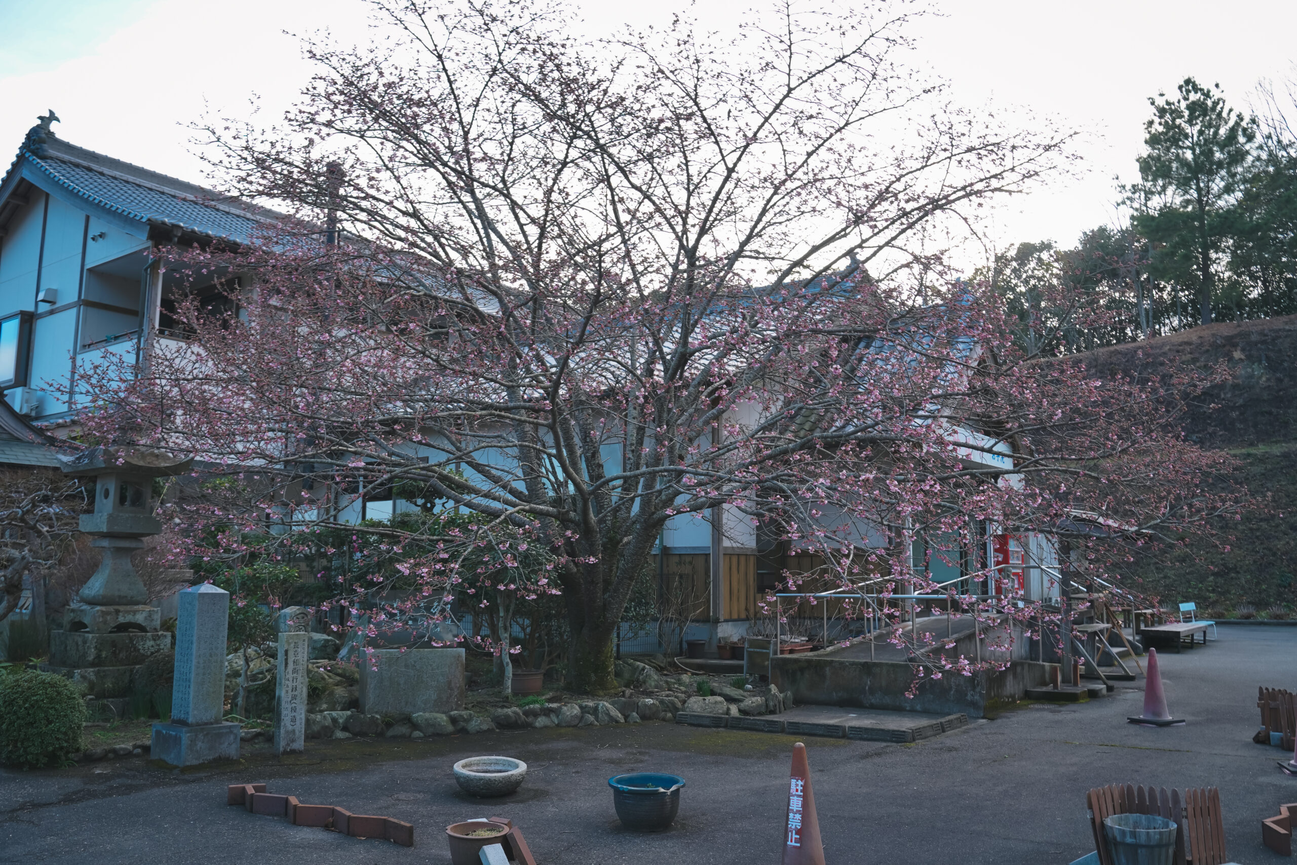 熊谷寺の蜂須賀桜 2026 | 開花状況をおとどけ