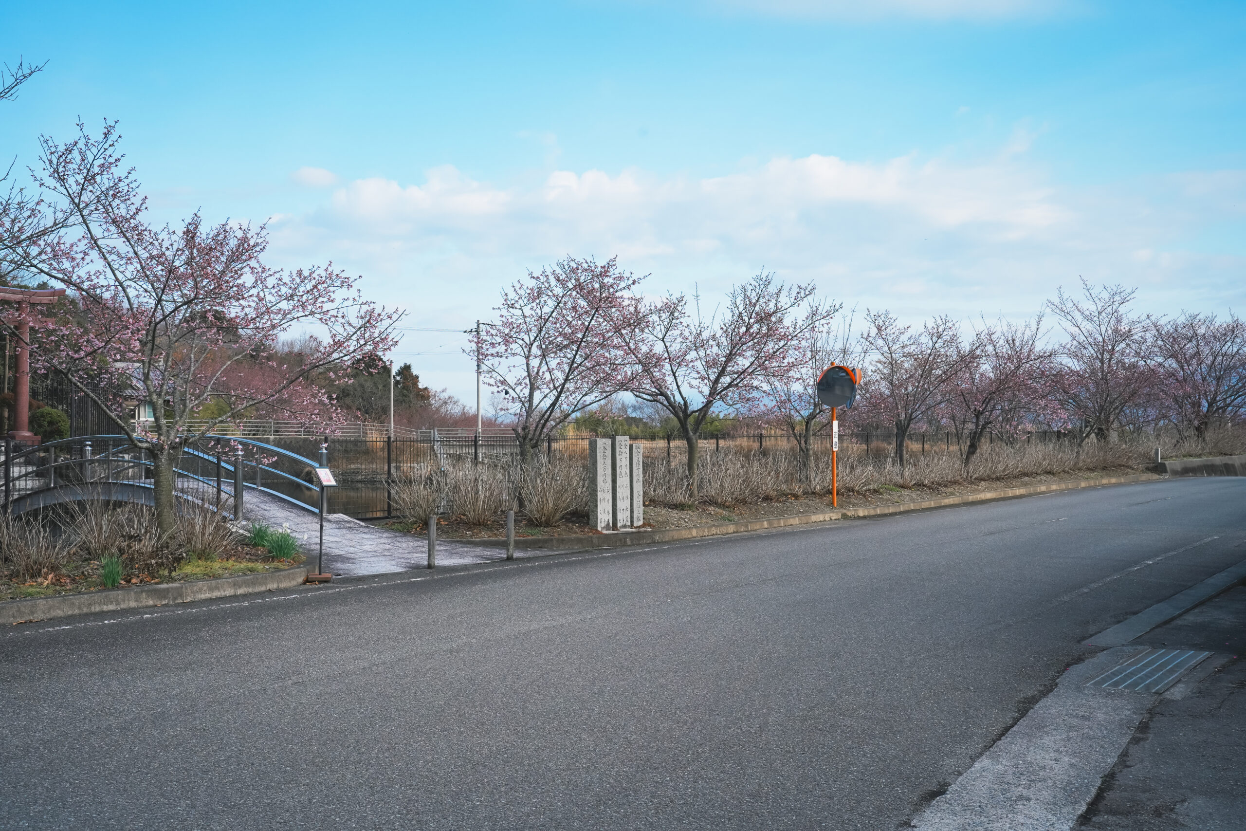 熊谷寺の蜂須賀桜 2026 | 開花状況をおとどけ