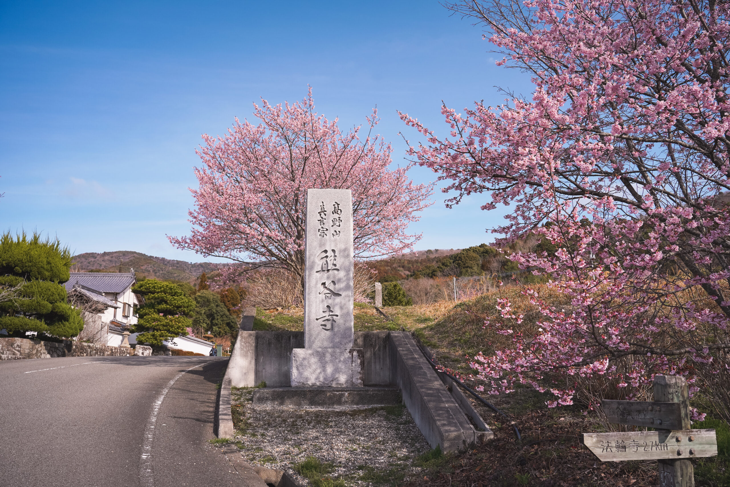 熊谷寺の蜂須賀桜 2026 | 開花状況をおとどけ