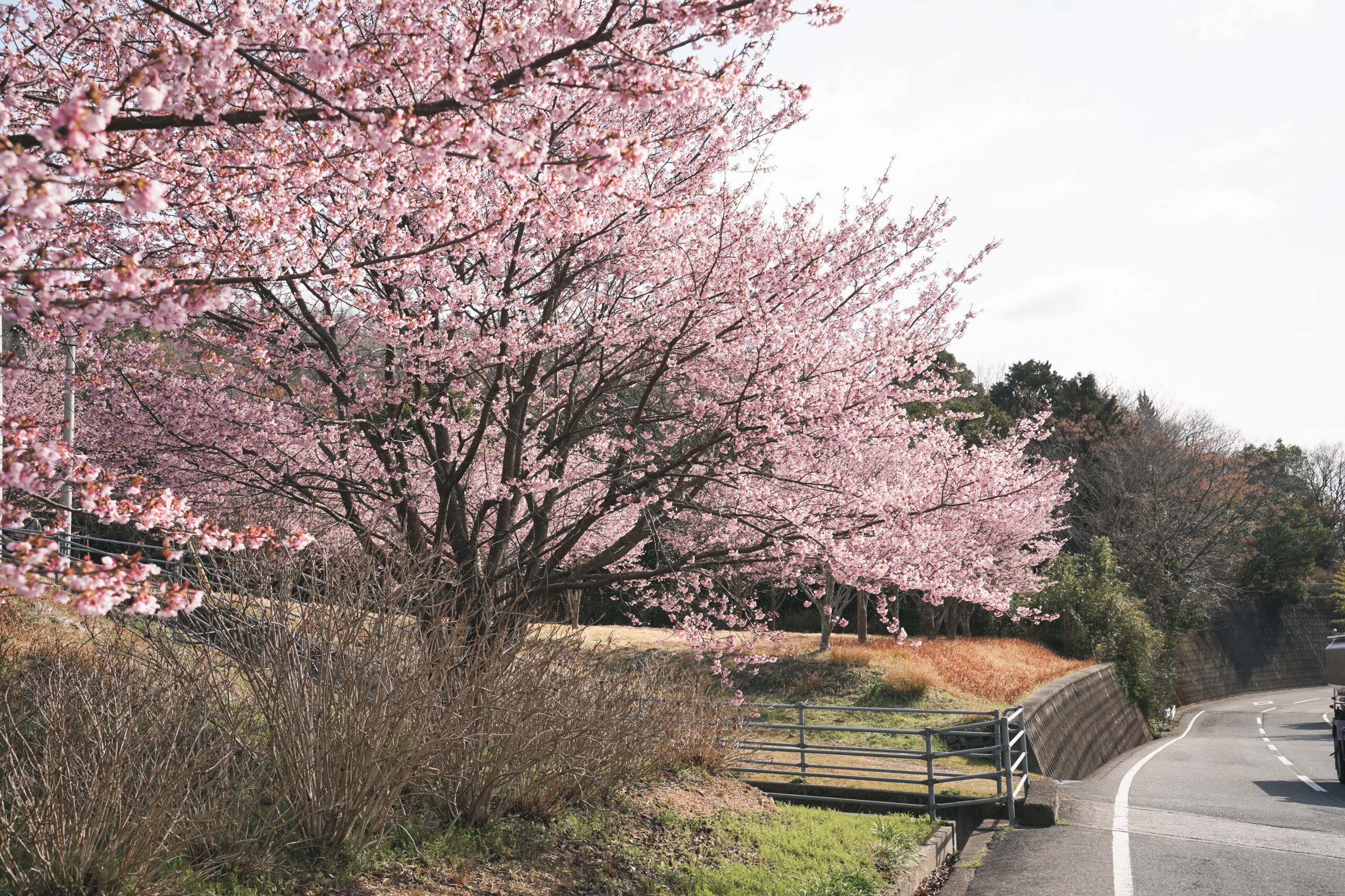 熊谷寺の蜂須賀桜 2026 | 開花状況をおとどけ