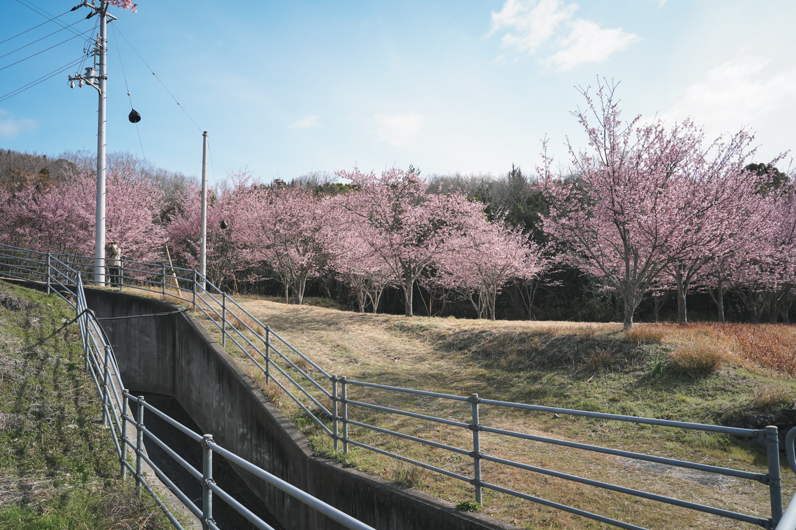 熊谷寺の蜂須賀桜 2026 | 開花状況をおとどけ