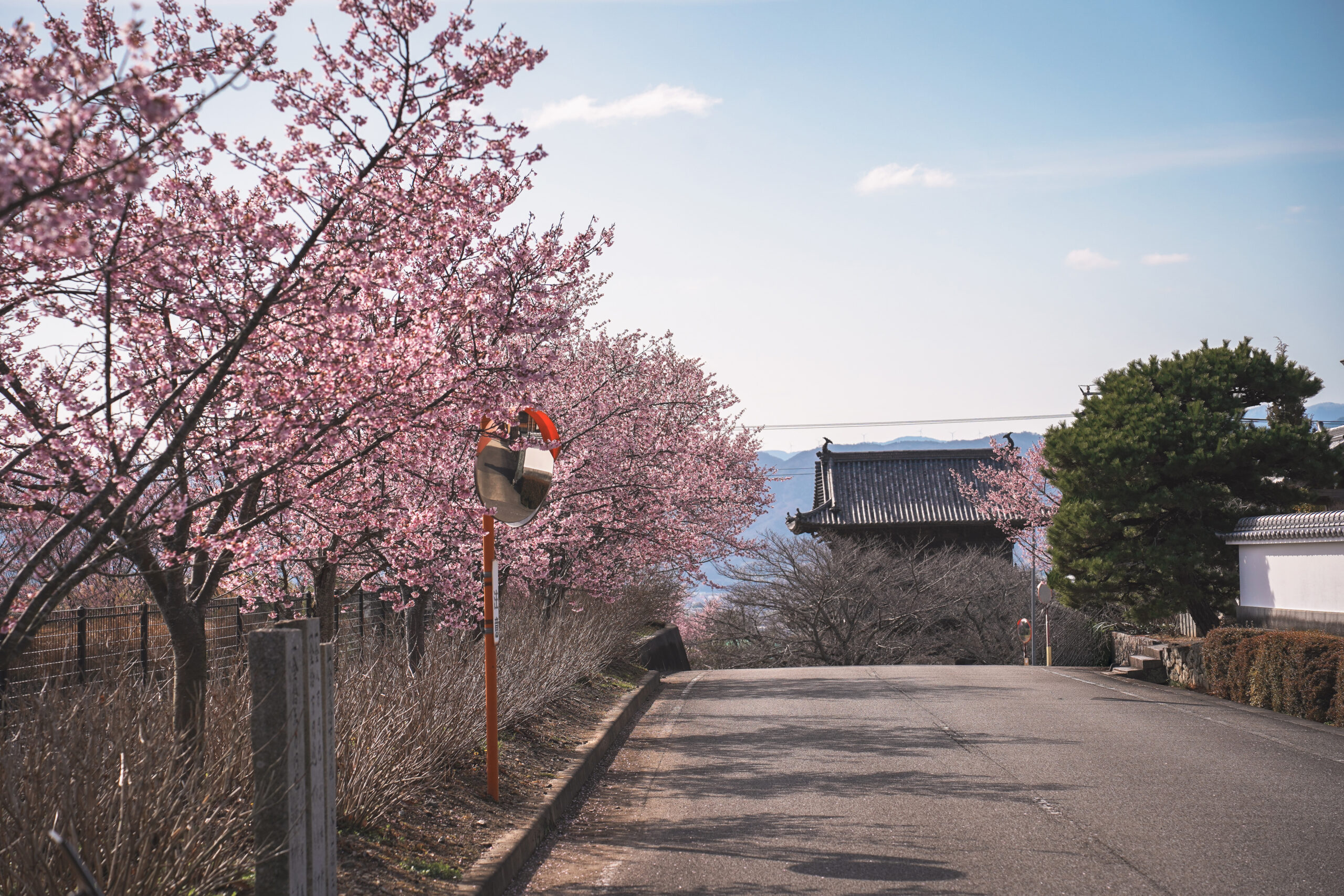 熊谷寺の蜂須賀桜 2026 | 開花状況をおとどけ
