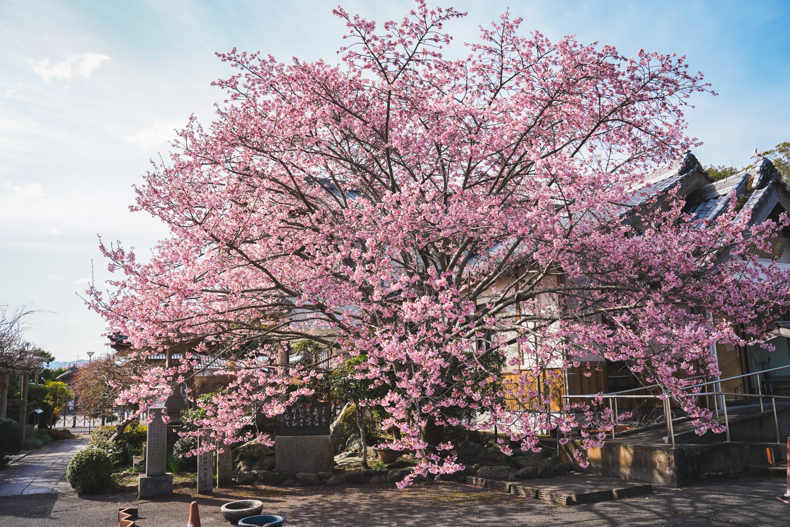 熊谷寺の蜂須賀桜 2026 | 開花状況をおとどけ