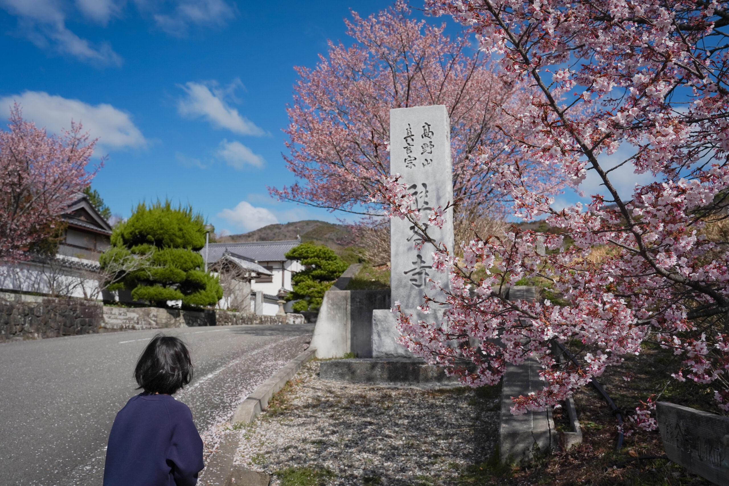 熊谷寺の蜂須賀桜 2026 | 開花状況をおとどけ