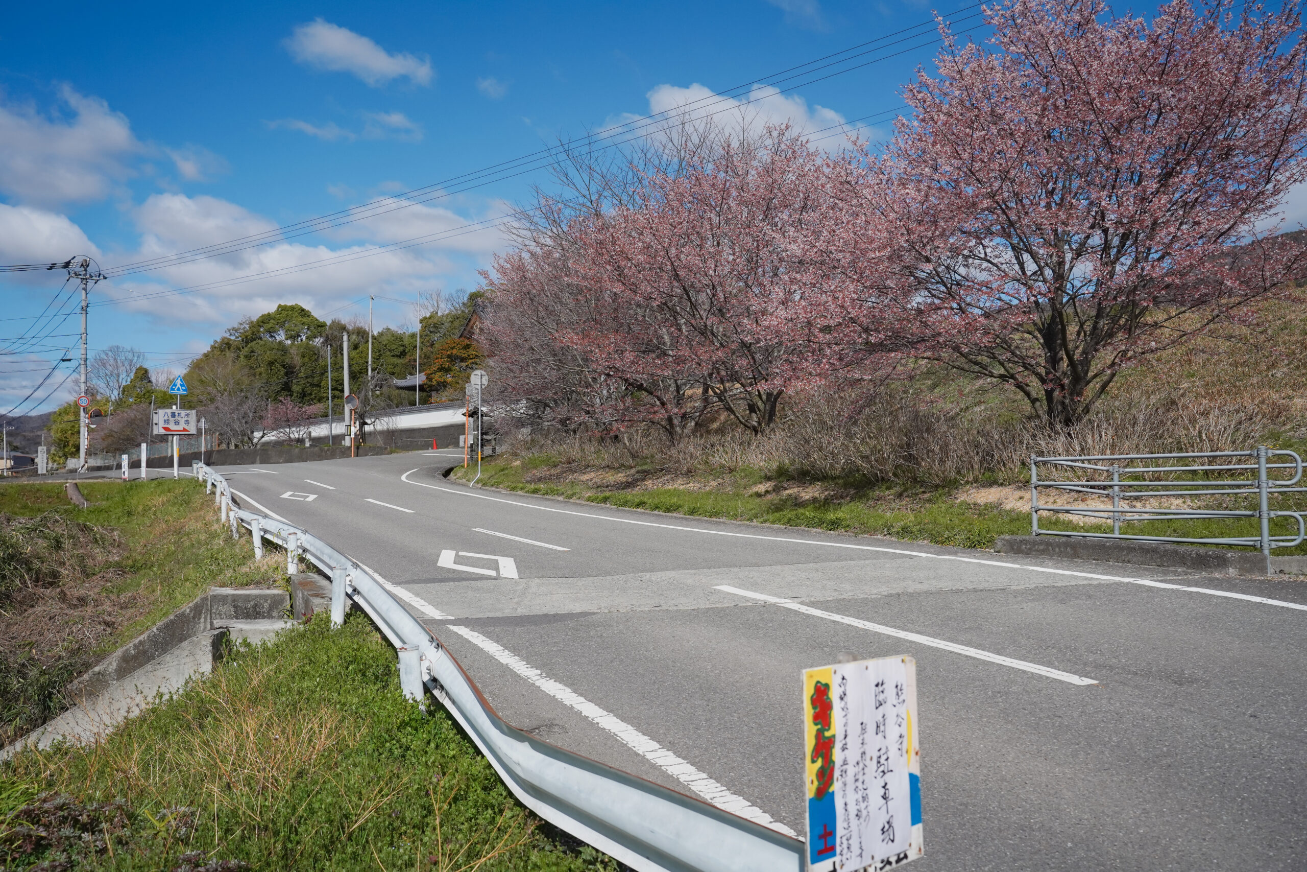 熊谷寺の蜂須賀桜 2026 | 開花状況をおとどけ