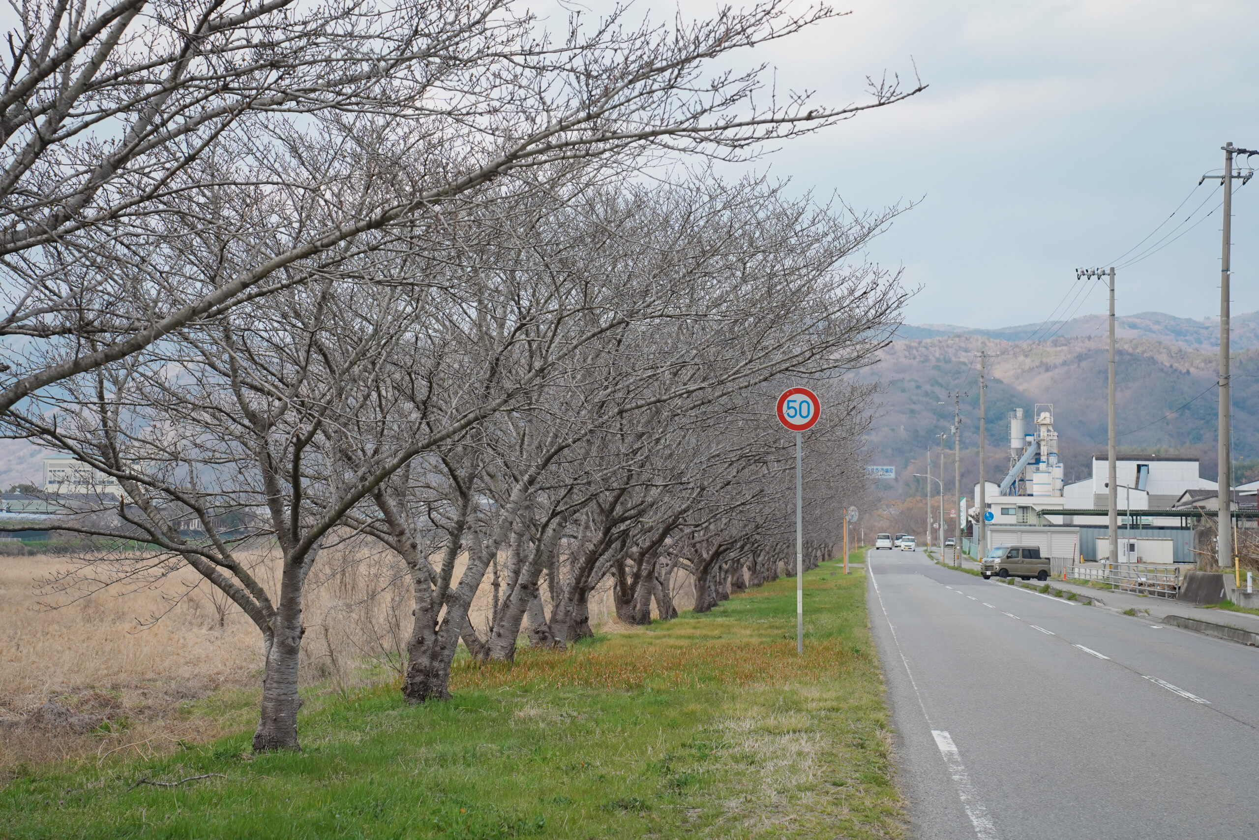 日開谷川堤防桜並木の桜2026 | 開花状況を随時おとどけ
