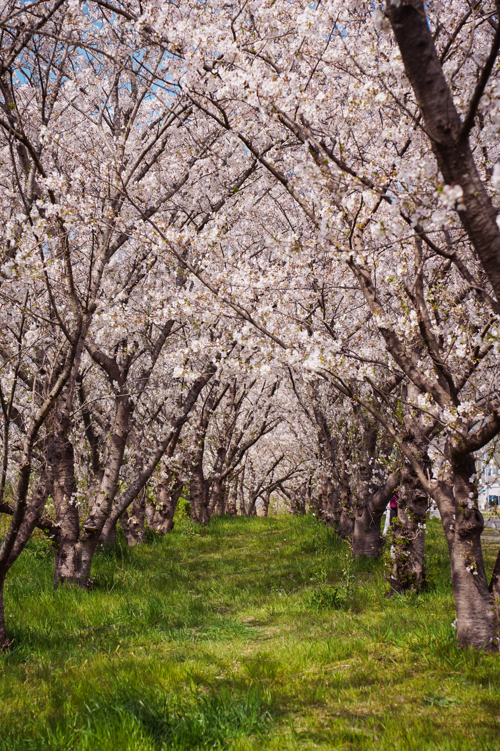 日開谷川堤防桜並木の桜2026 | 開花状況を随時おとどけ