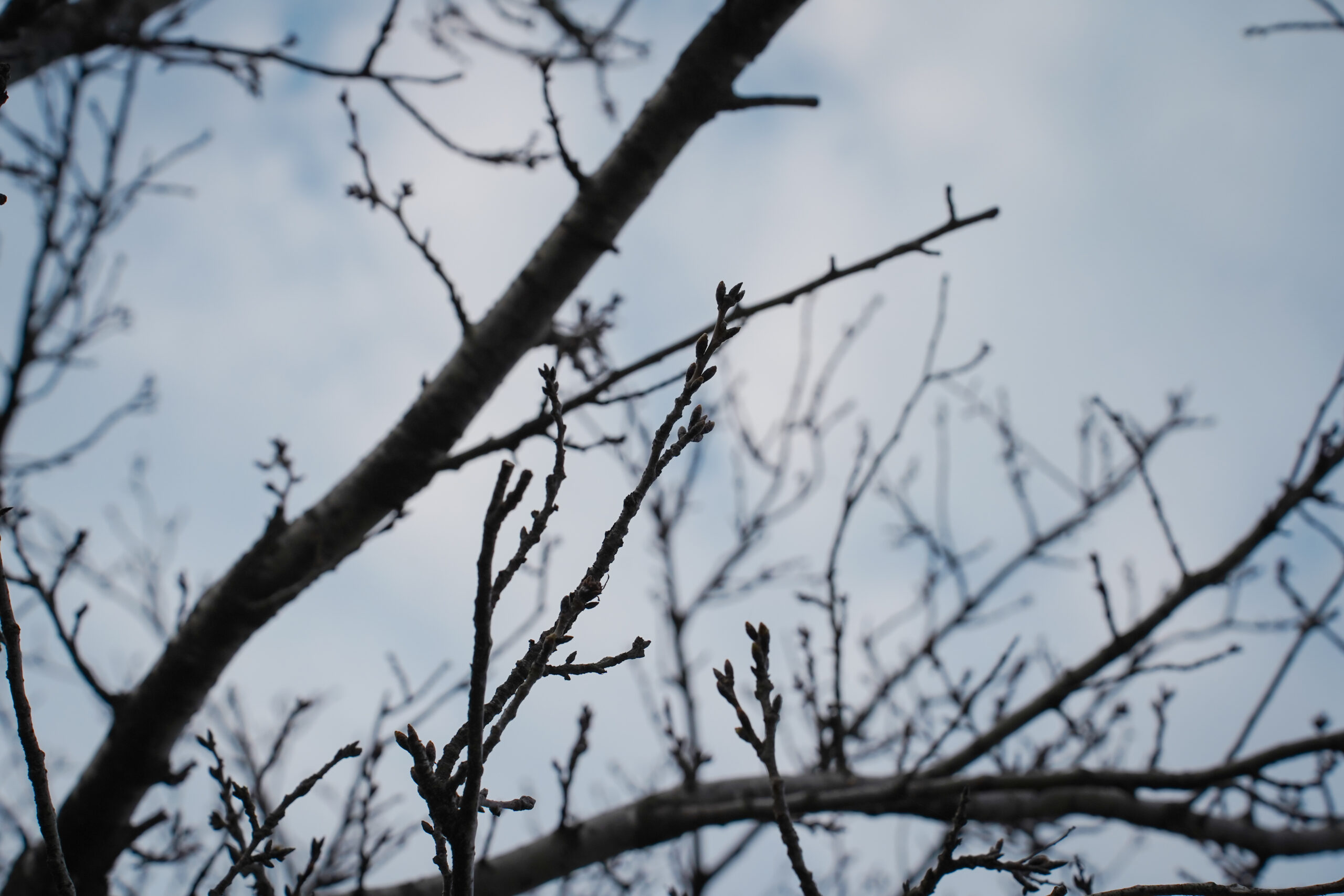 日開谷川堤防桜並木の桜2026 | 開花状況を随時おとどけ