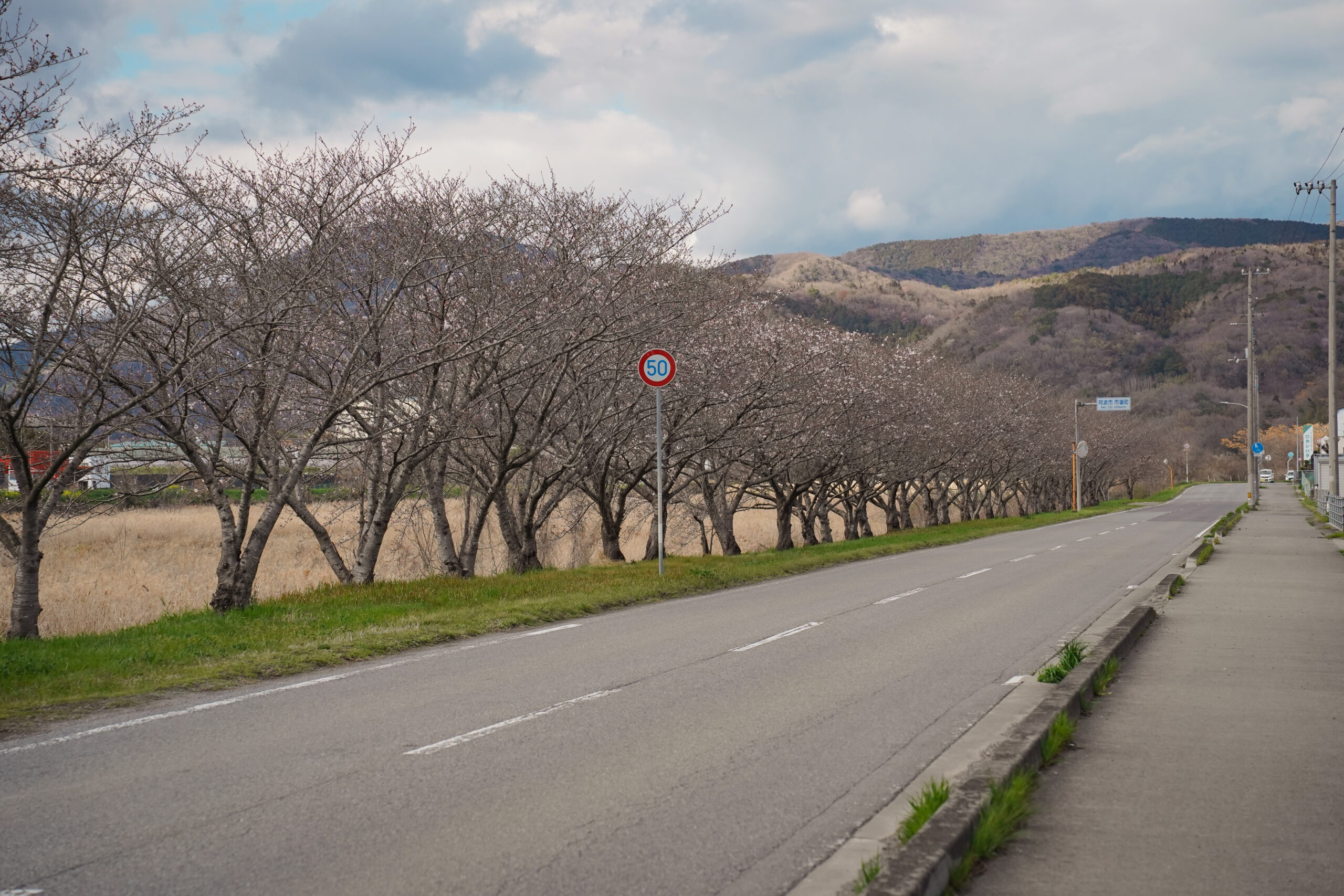 日開谷川堤防桜並木の桜2026 | 開花状況を随時おとどけ