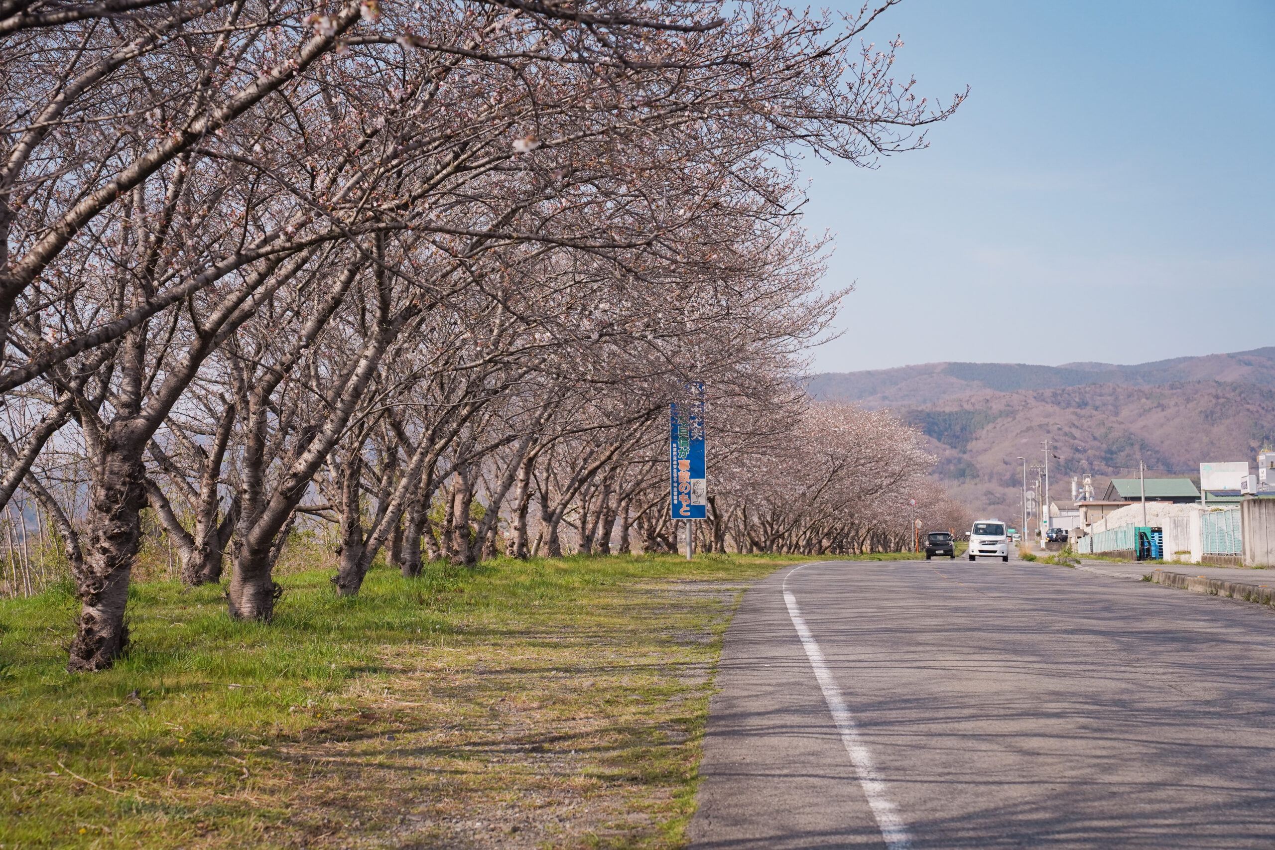 日開谷川堤防桜並木の桜2026 | 開花状況を随時おとどけ