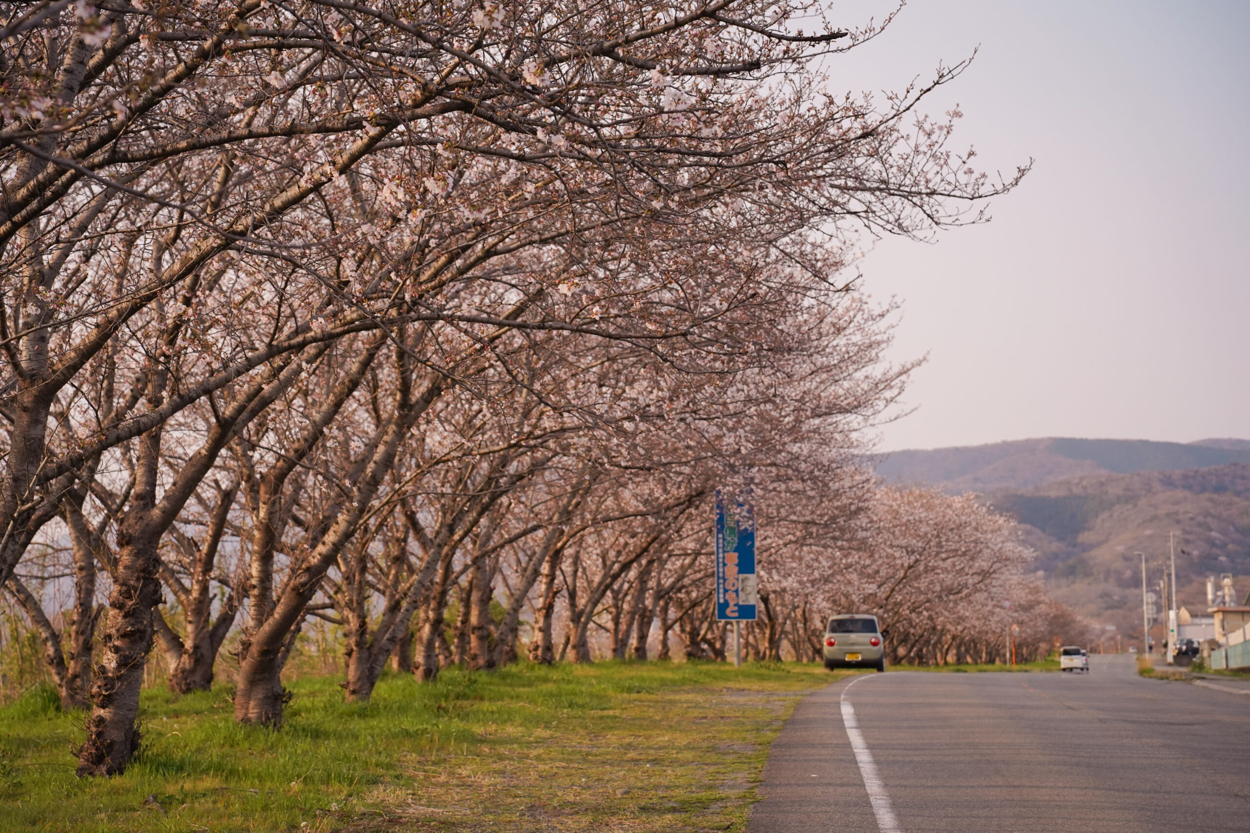 日開谷川堤防桜並木の桜2026 | 開花状況を随時おとどけ