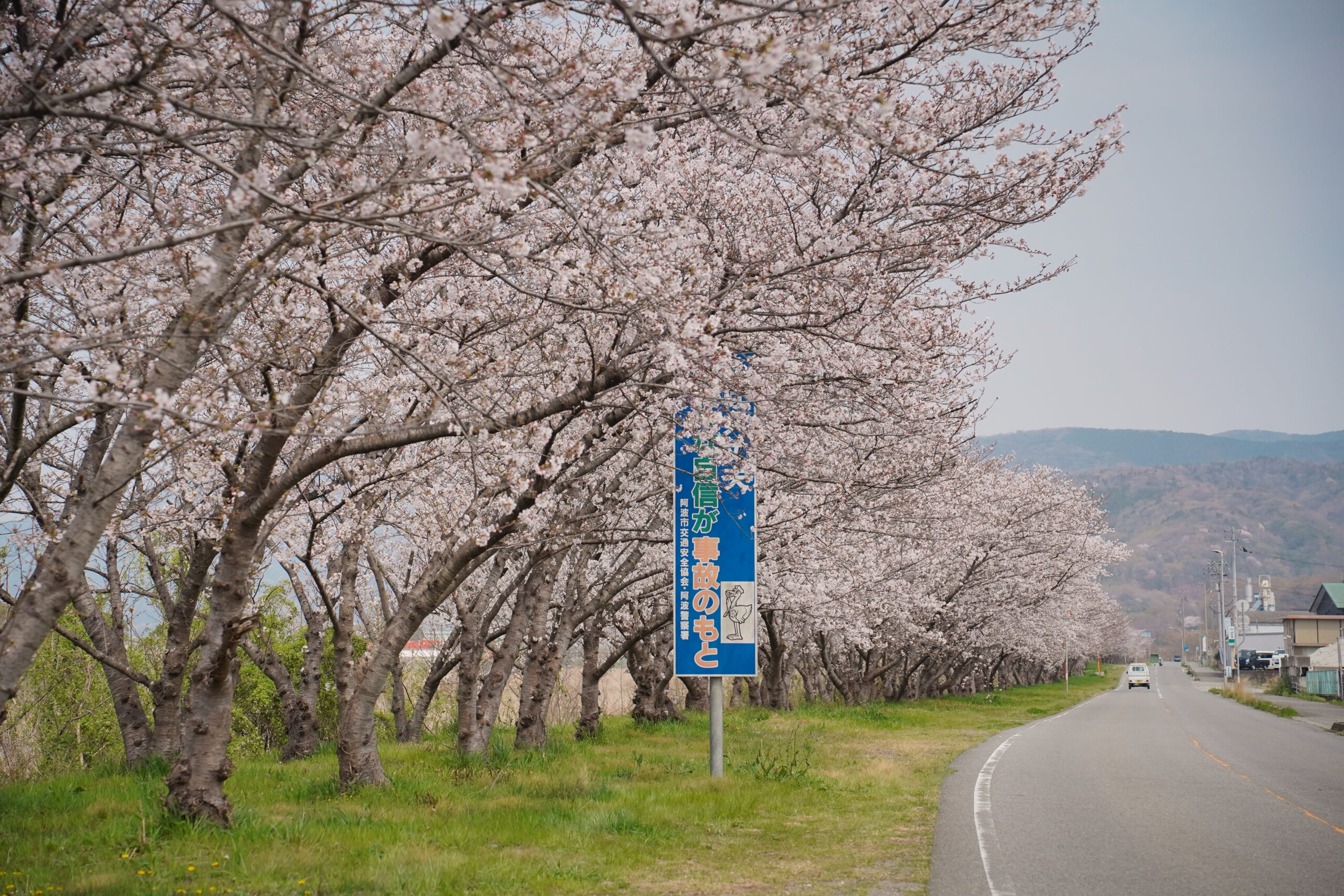 日開谷川堤防桜並木の桜2026 | 開花状況を随時おとどけ
