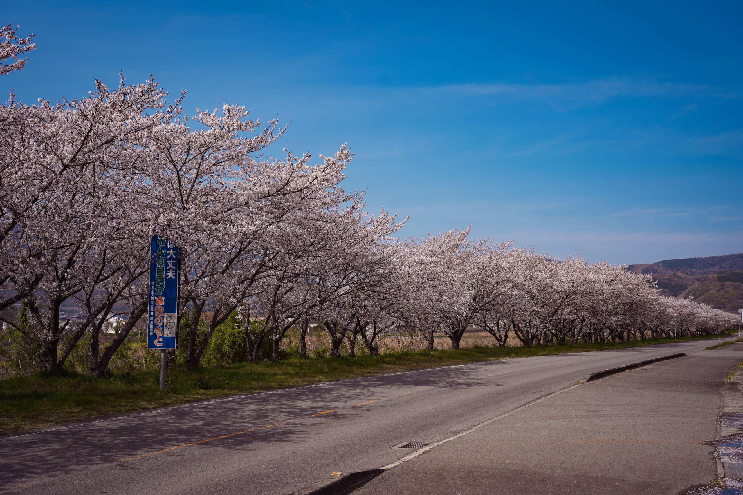 日開谷川堤防桜並木の桜2026 | 開花状況を随時おとどけ