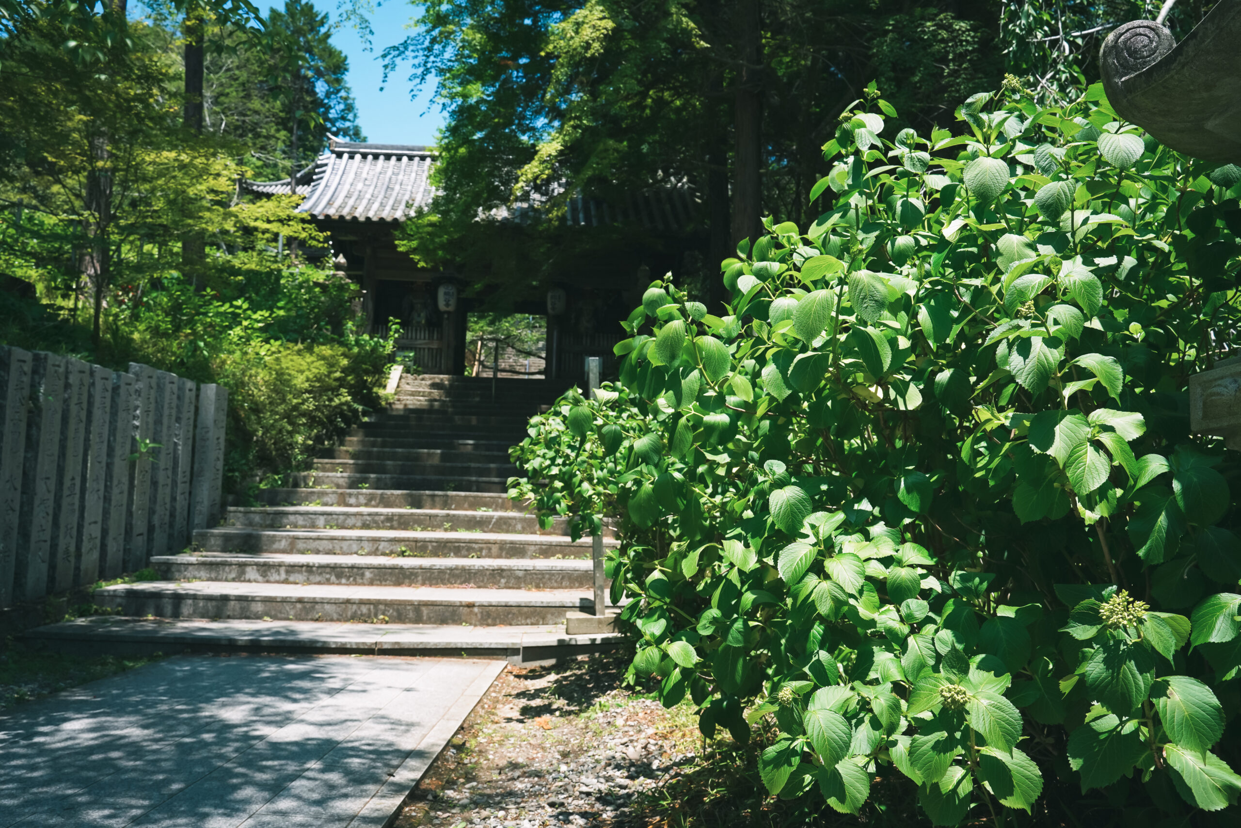 熊谷寺のあじさい2026 | 開花状況・最新情報をお届け