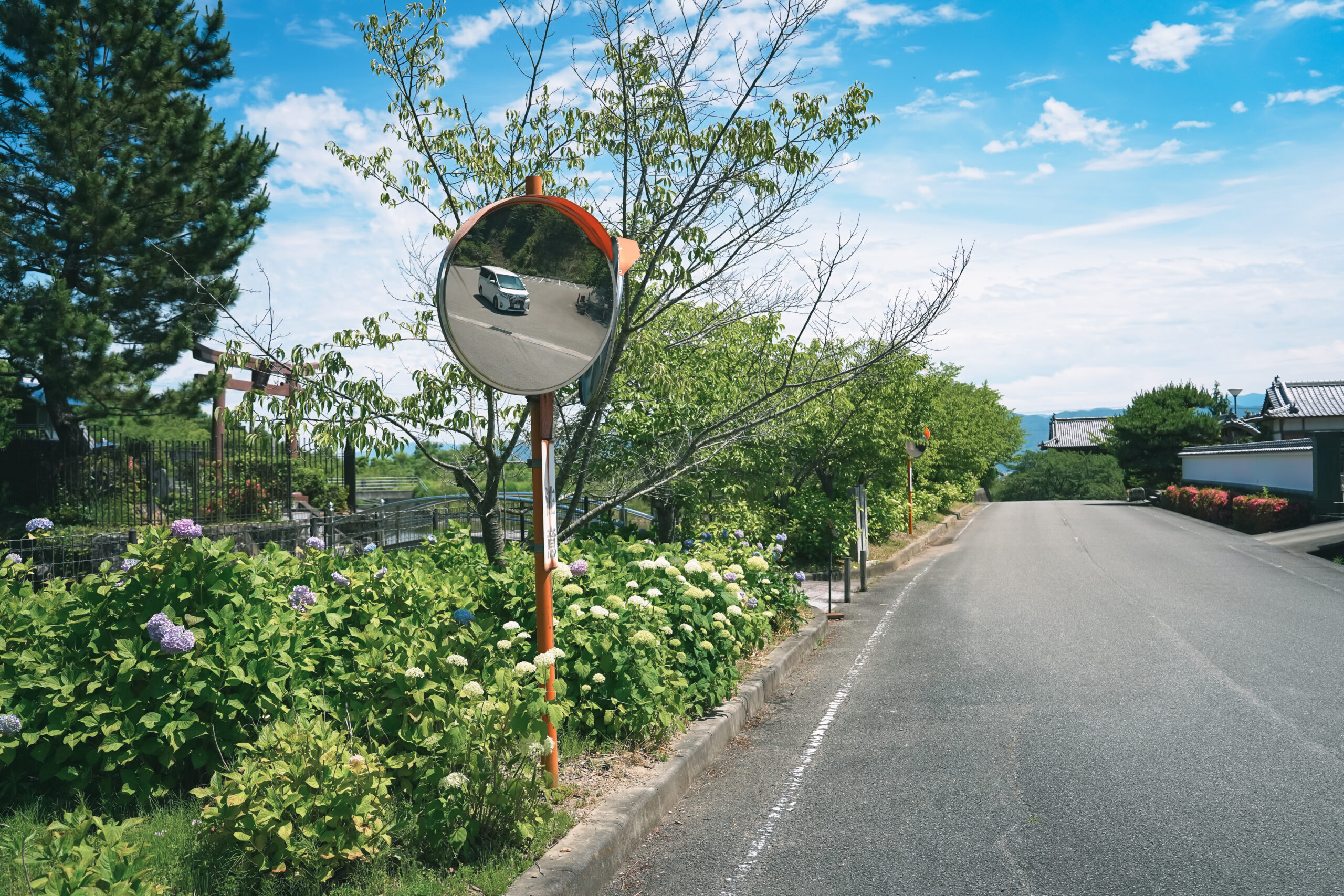 熊谷寺のあじさい2026 | 開花状況・最新情報をお届け