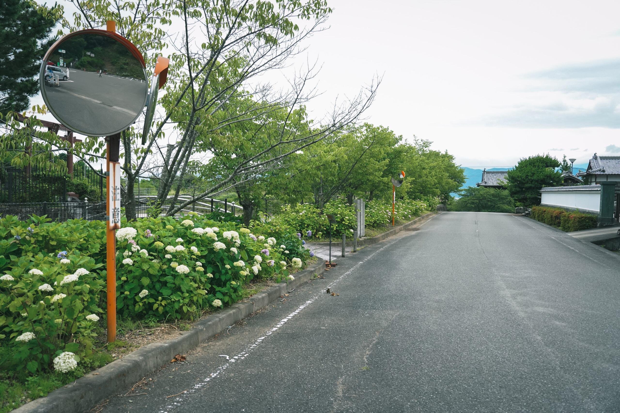 熊谷寺のあじさい2026 | 開花状況・最新情報をお届け