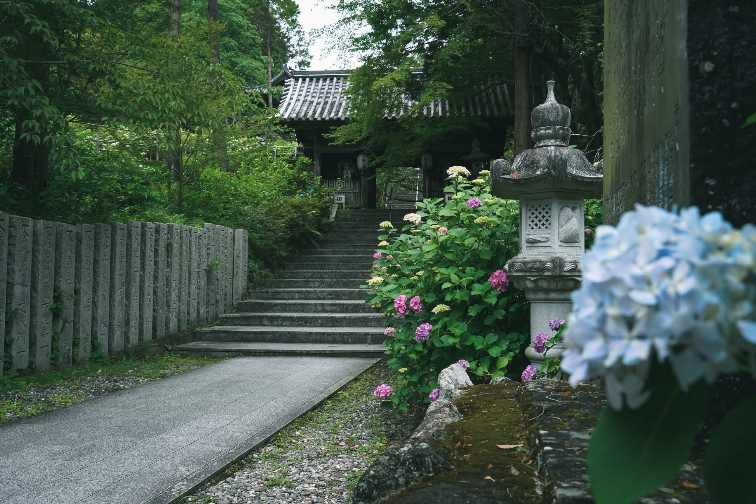 熊谷寺のあじさい2026 | 開花状況・最新情報をお届け