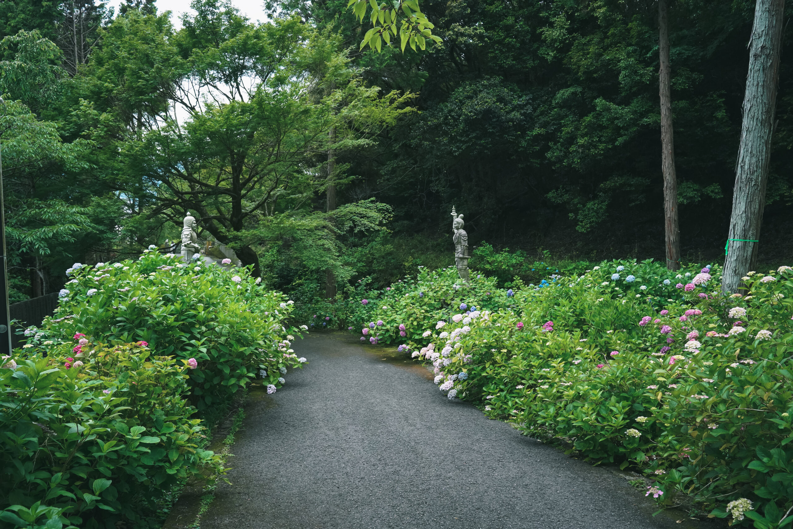 熊谷寺のあじさい2026 | 開花状況・最新情報をお届け