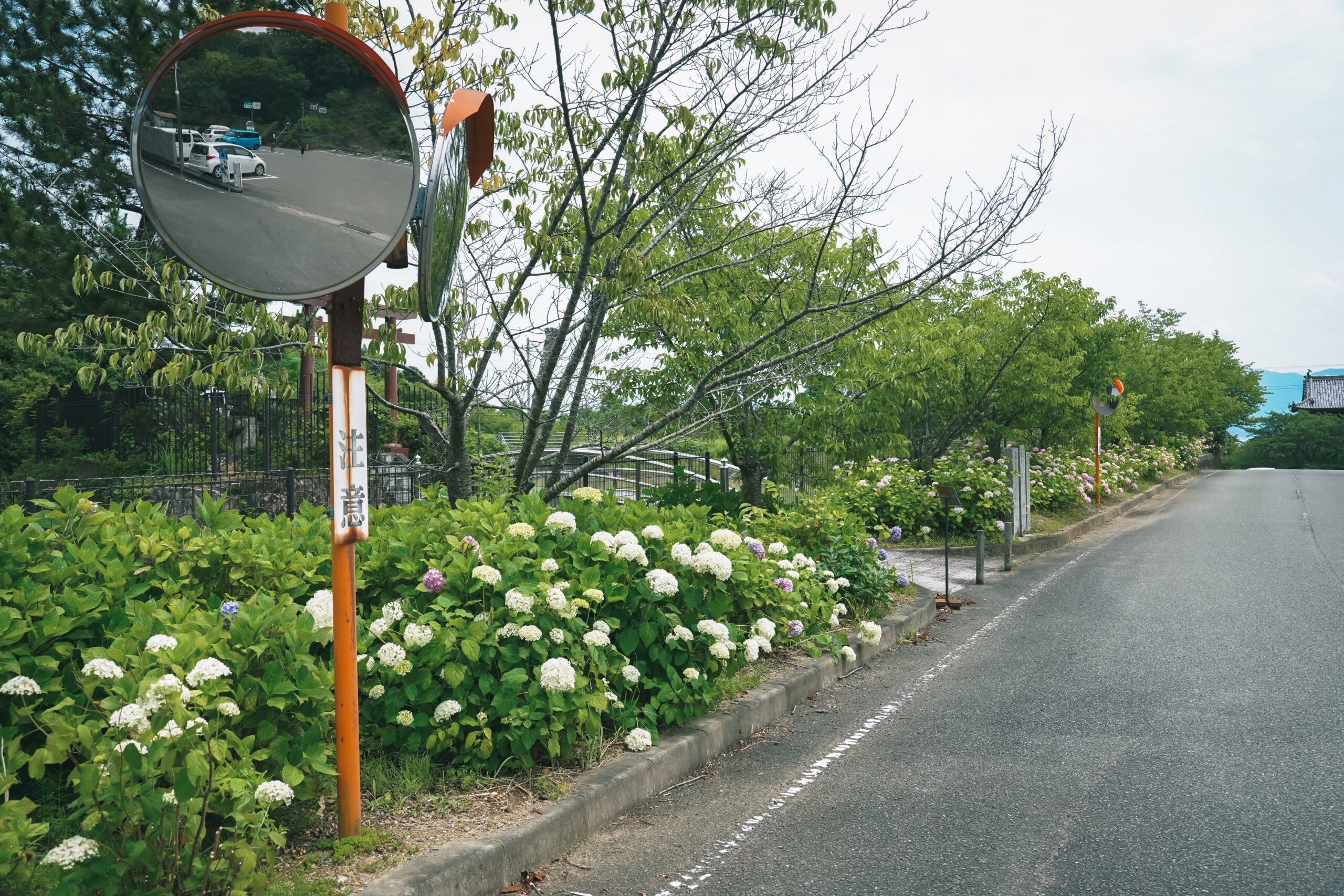 熊谷寺のあじさい2026 | 開花状況・最新情報をお届け