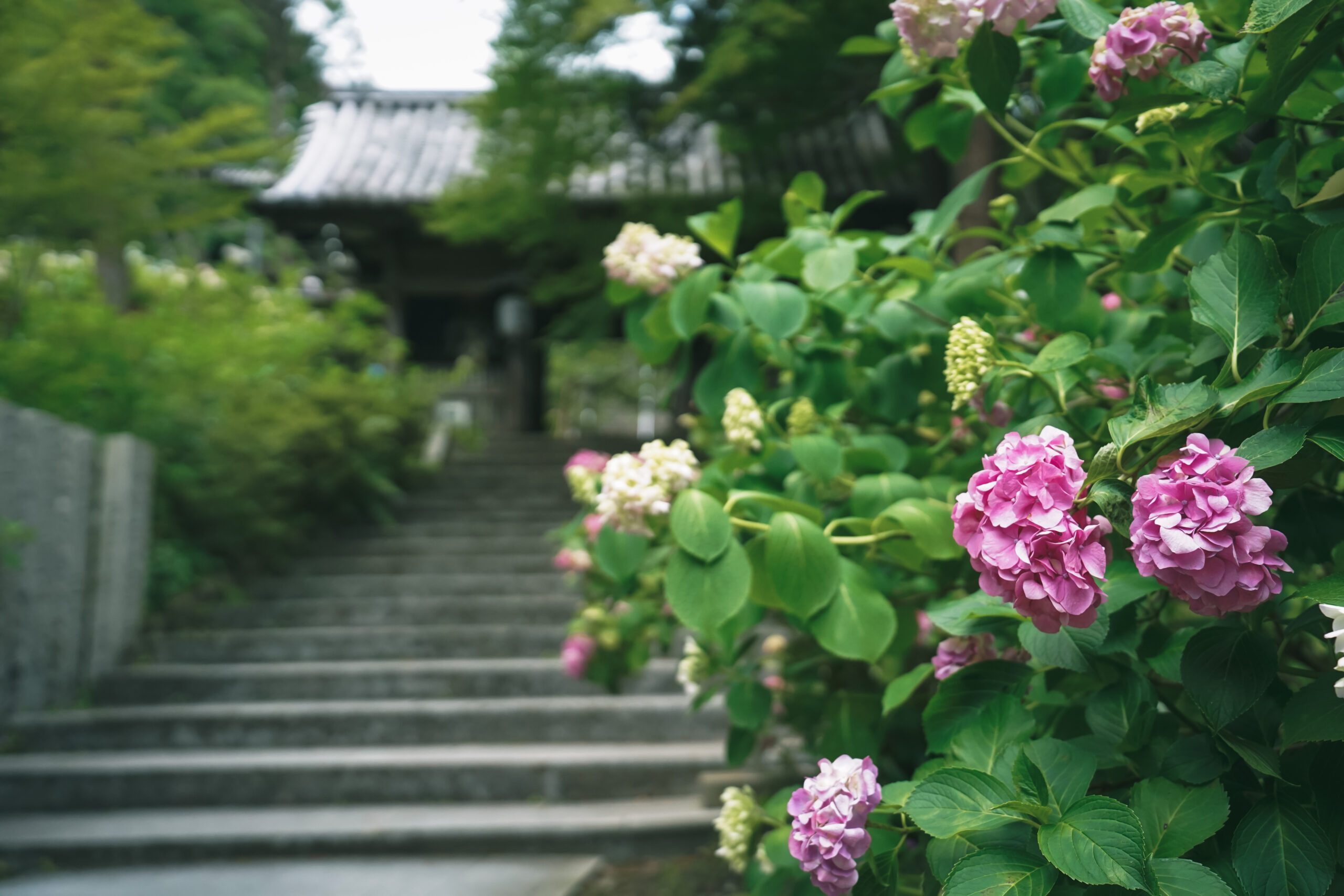 熊谷寺のあじさい2026 | 開花状況・最新情報をお届け