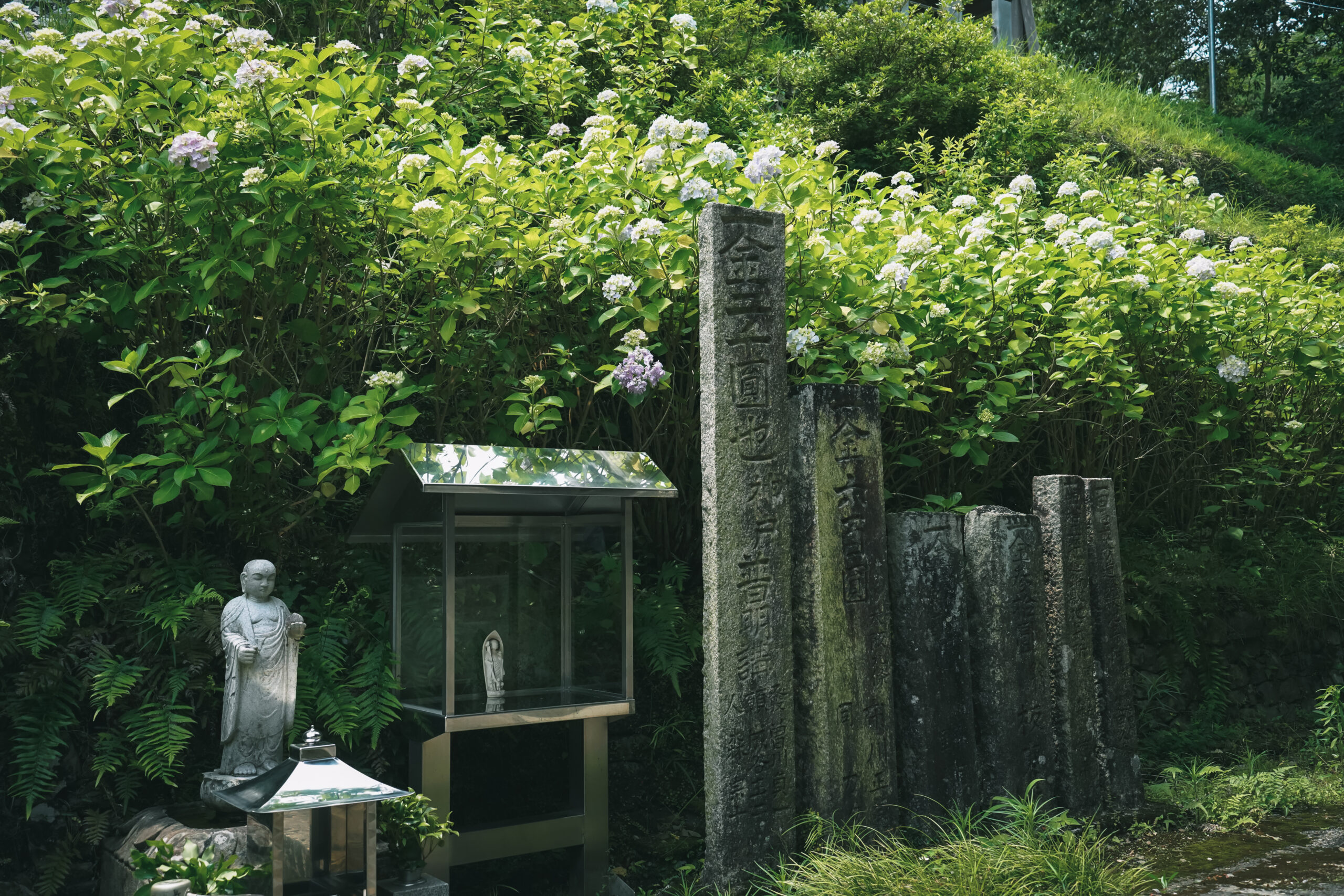 熊谷寺のあじさい2026 | 開花状況・最新情報をお届け