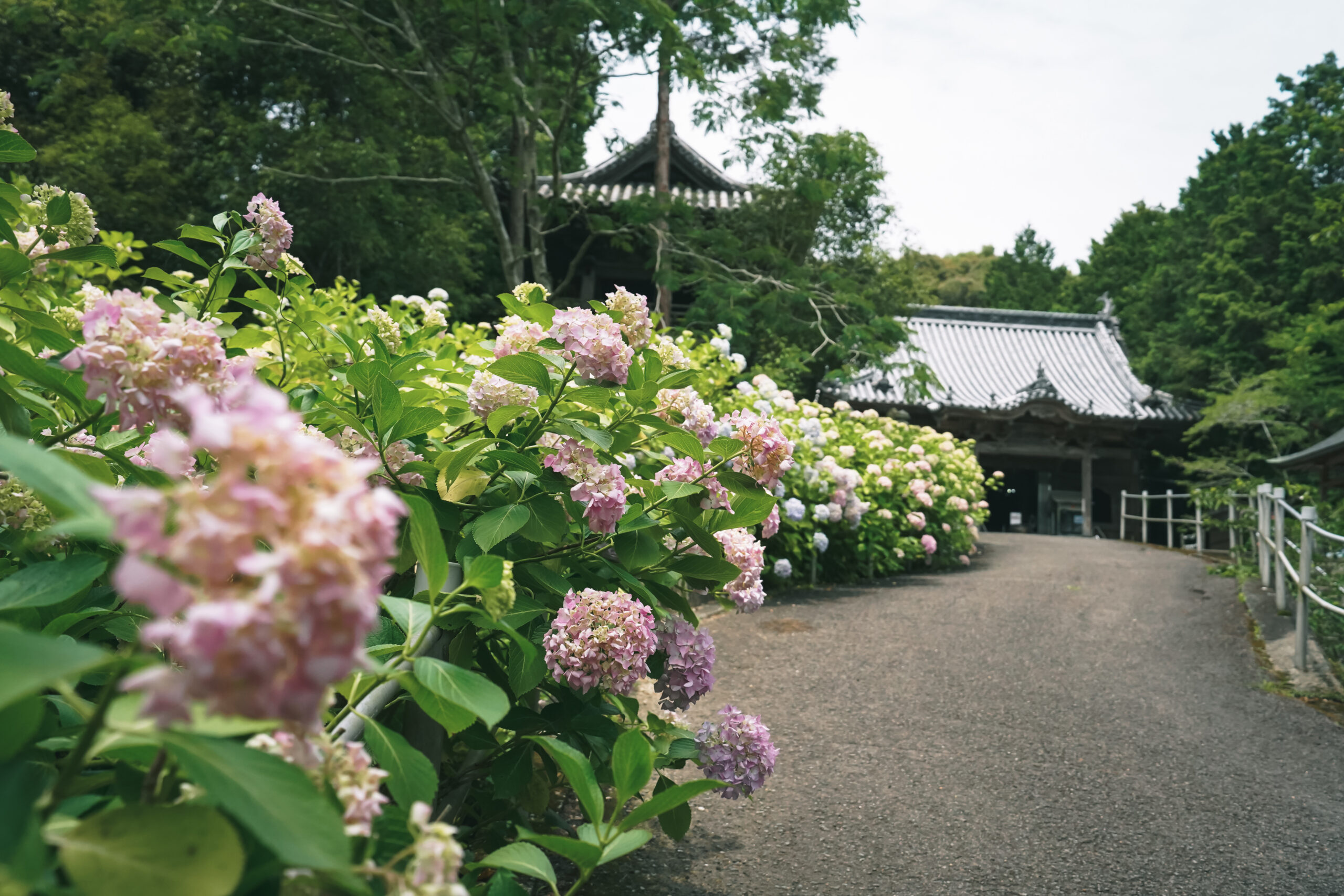 熊谷寺のあじさい2026 | 開花状況・最新情報をお届け
