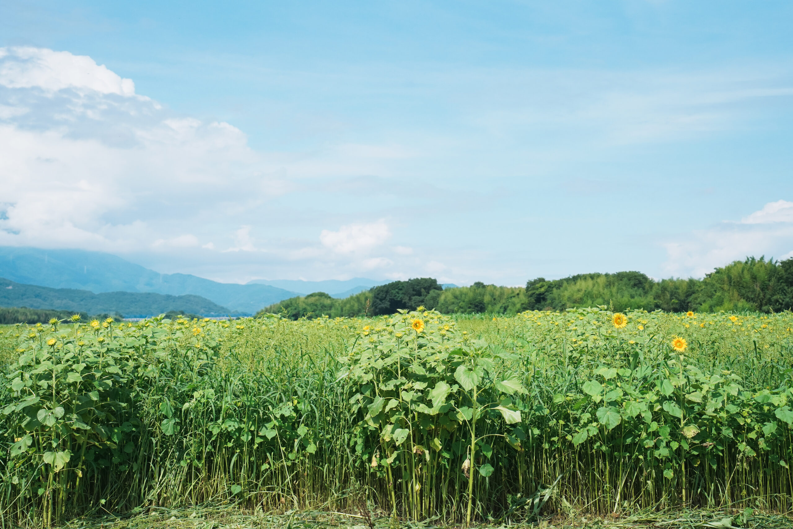 善入寺島のひまわり2026 | 開花状況・最新情報を随時お届け