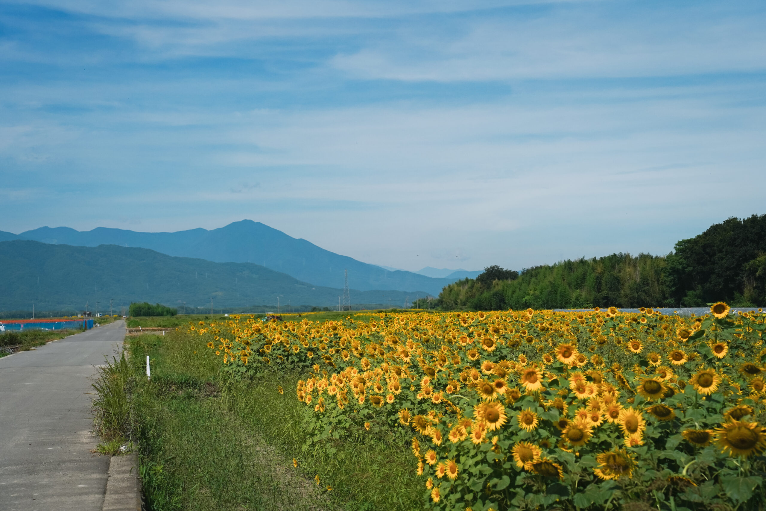zennyujito-himawari-2026-054