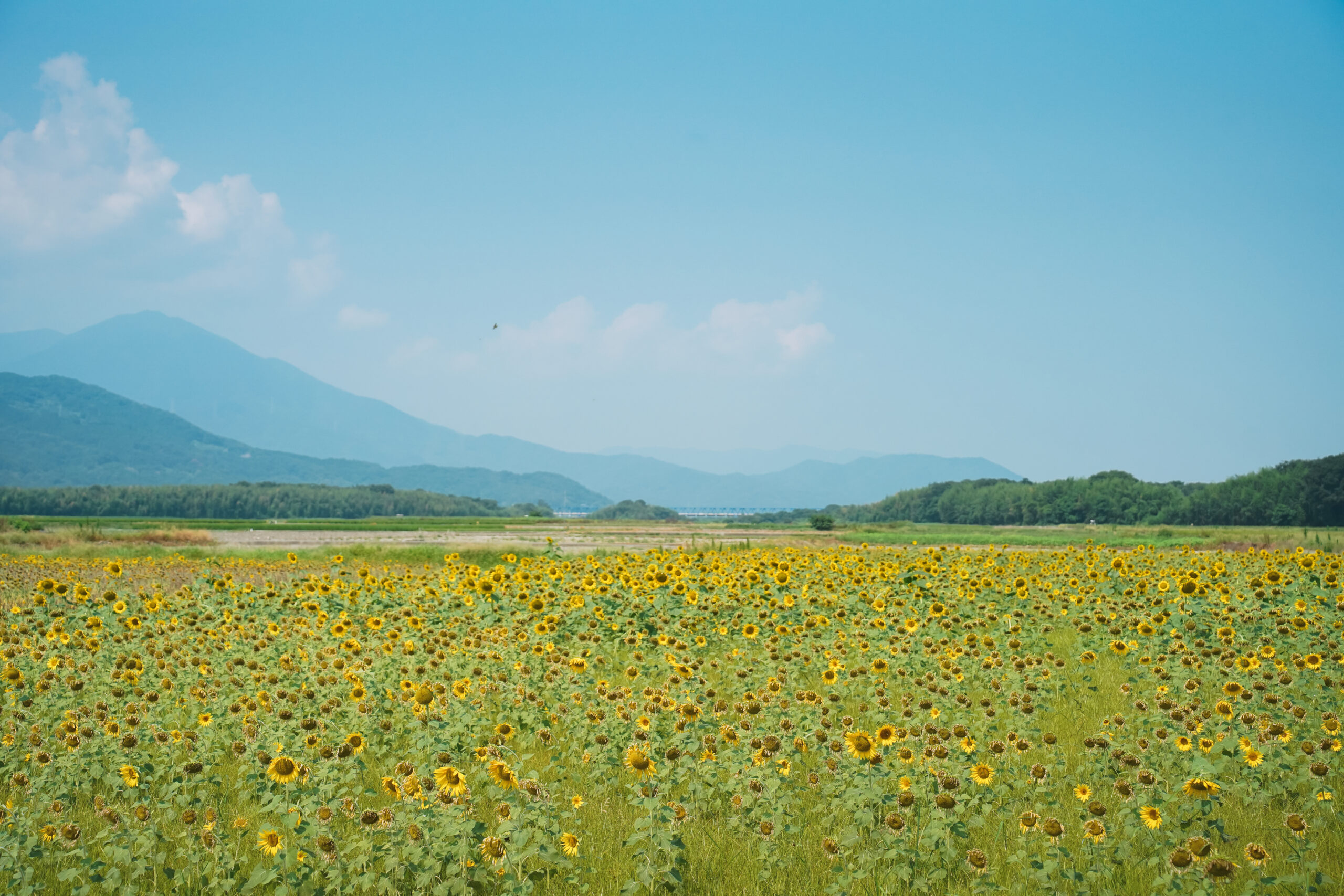 zennyujito-himawari-2026-067