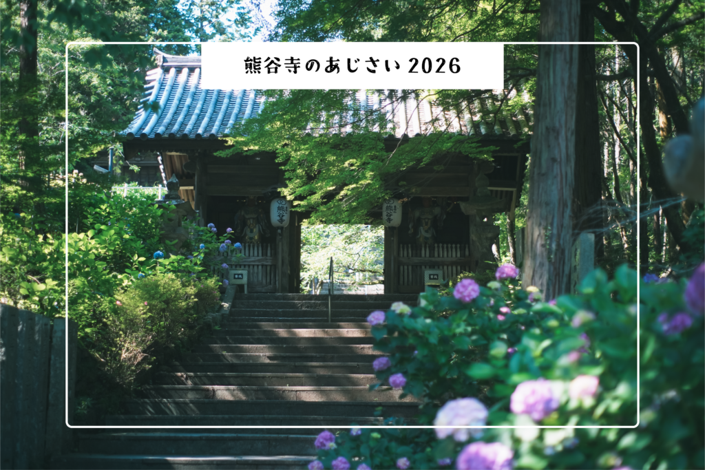 熊谷寺のあじさい2026