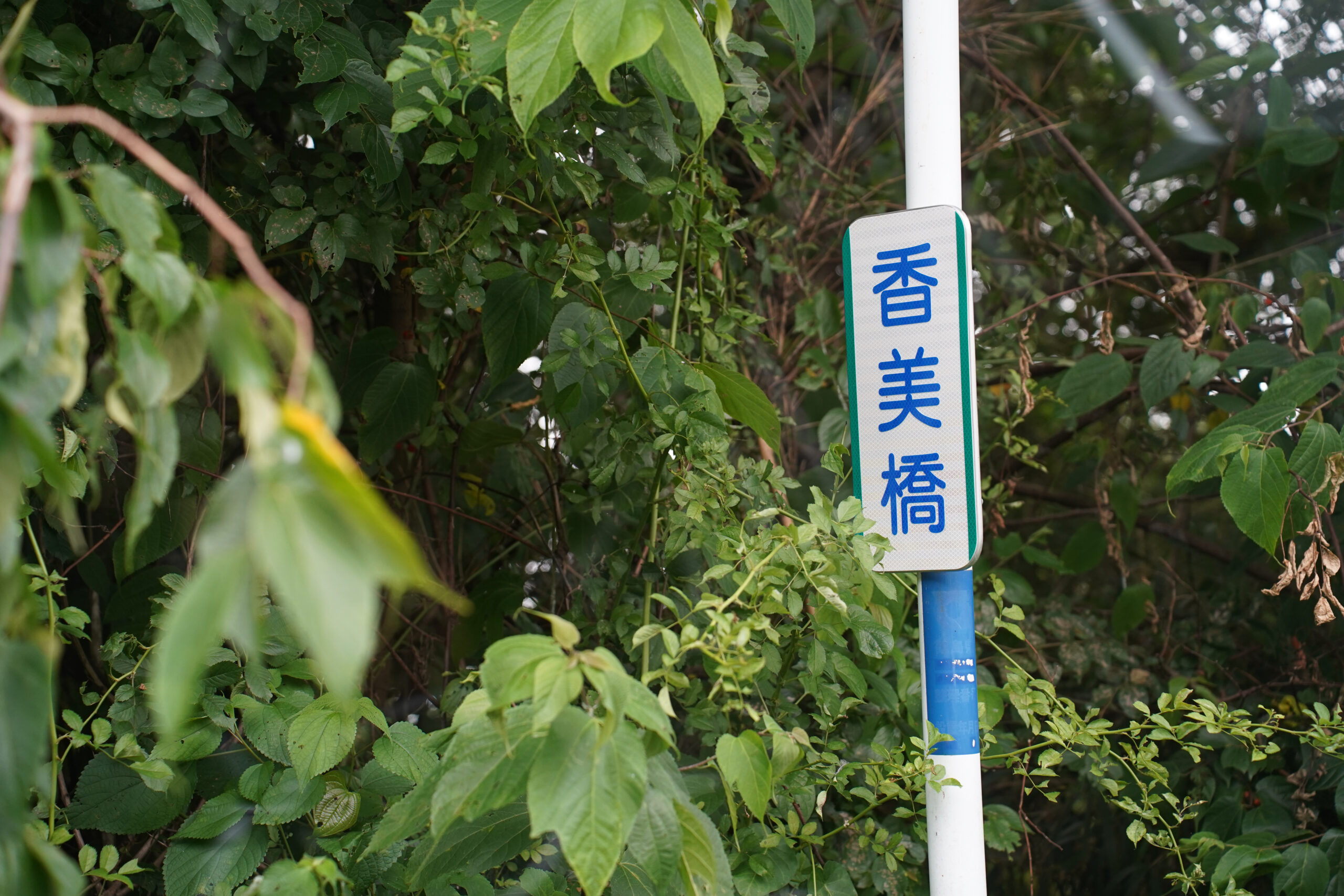 善入寺島 香美橋 看板